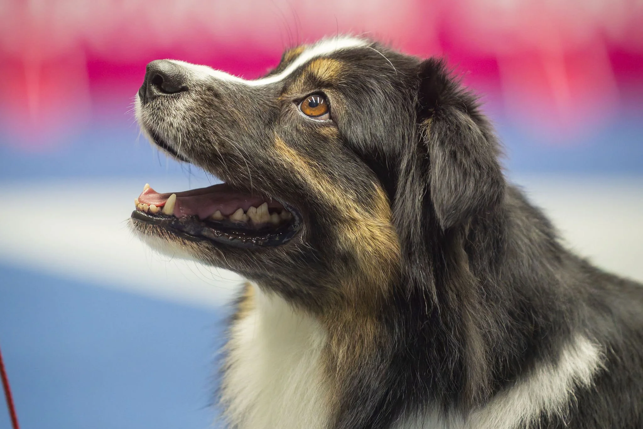 D òlle Grieze Cup 2026 – Groningen -Niederlande - 28.02.2026