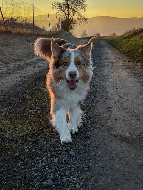 Shooting auf dem Sickenberg