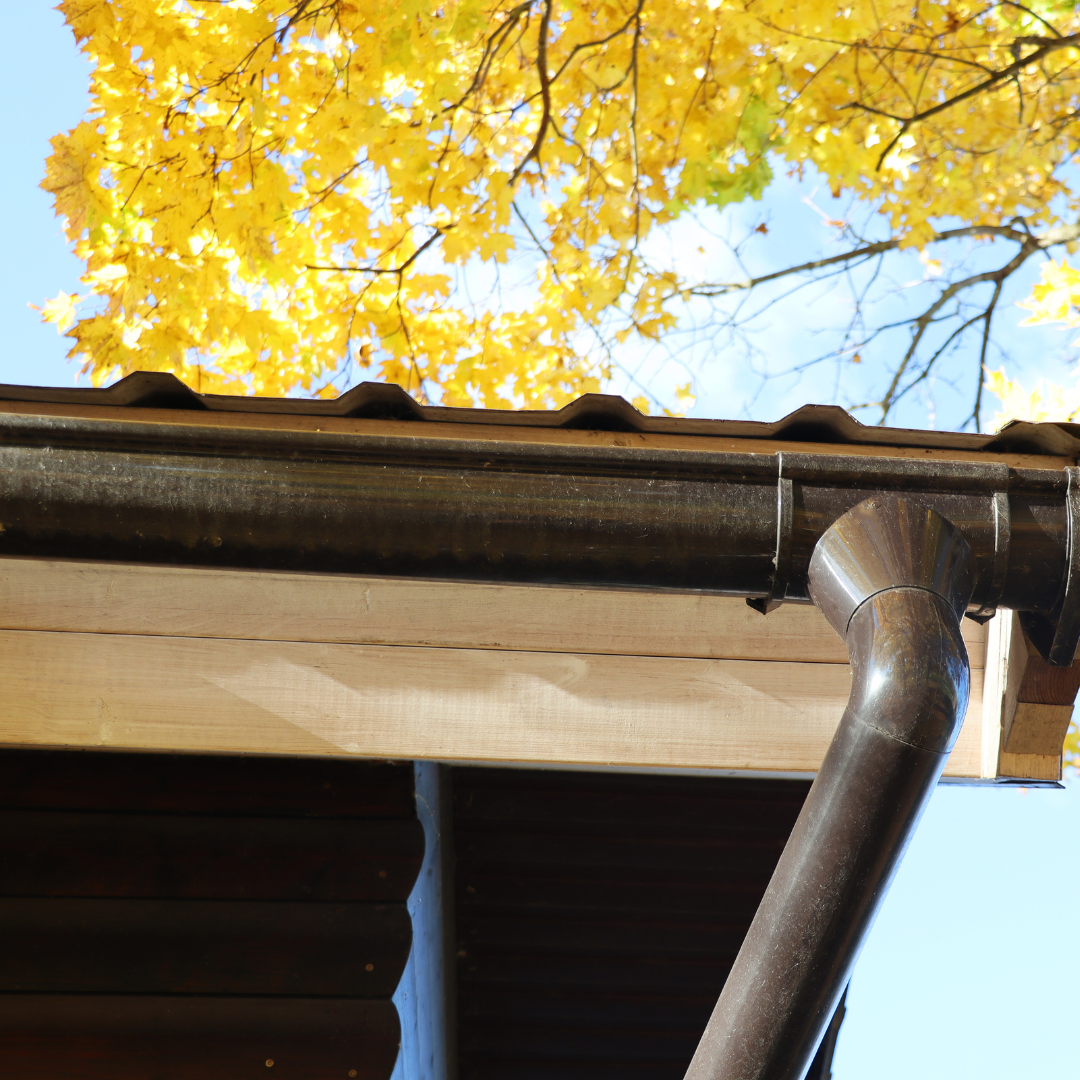 How Tree Placement Around Your Home Can Affect Gutter Longevity