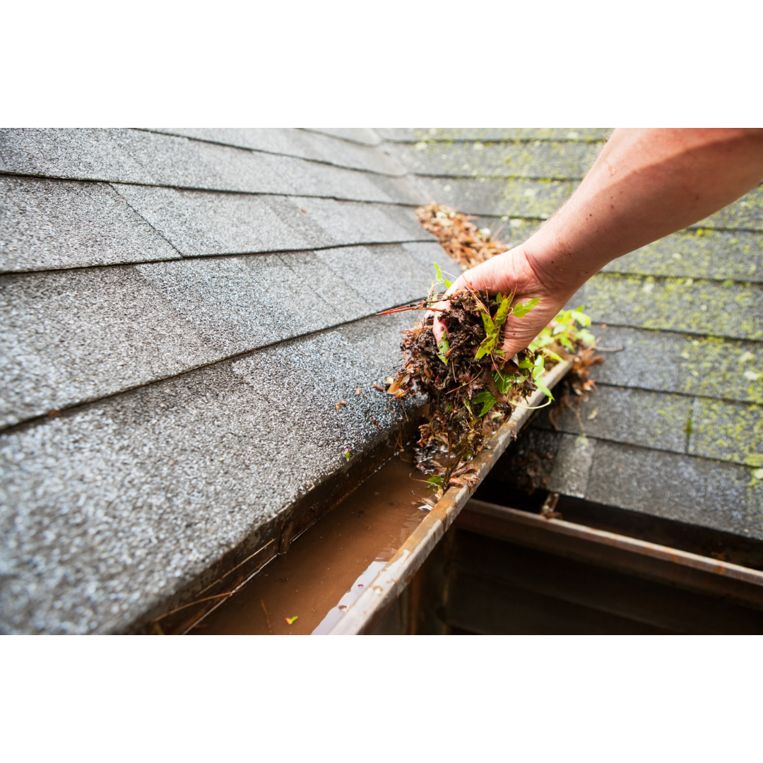 The Impact of Wildlife on Gutter Blockages: What Alberta Homeowners Should Know