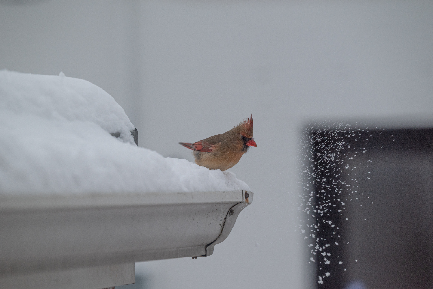 Why Winter Gutter Cleaning Matters More Than You Think
