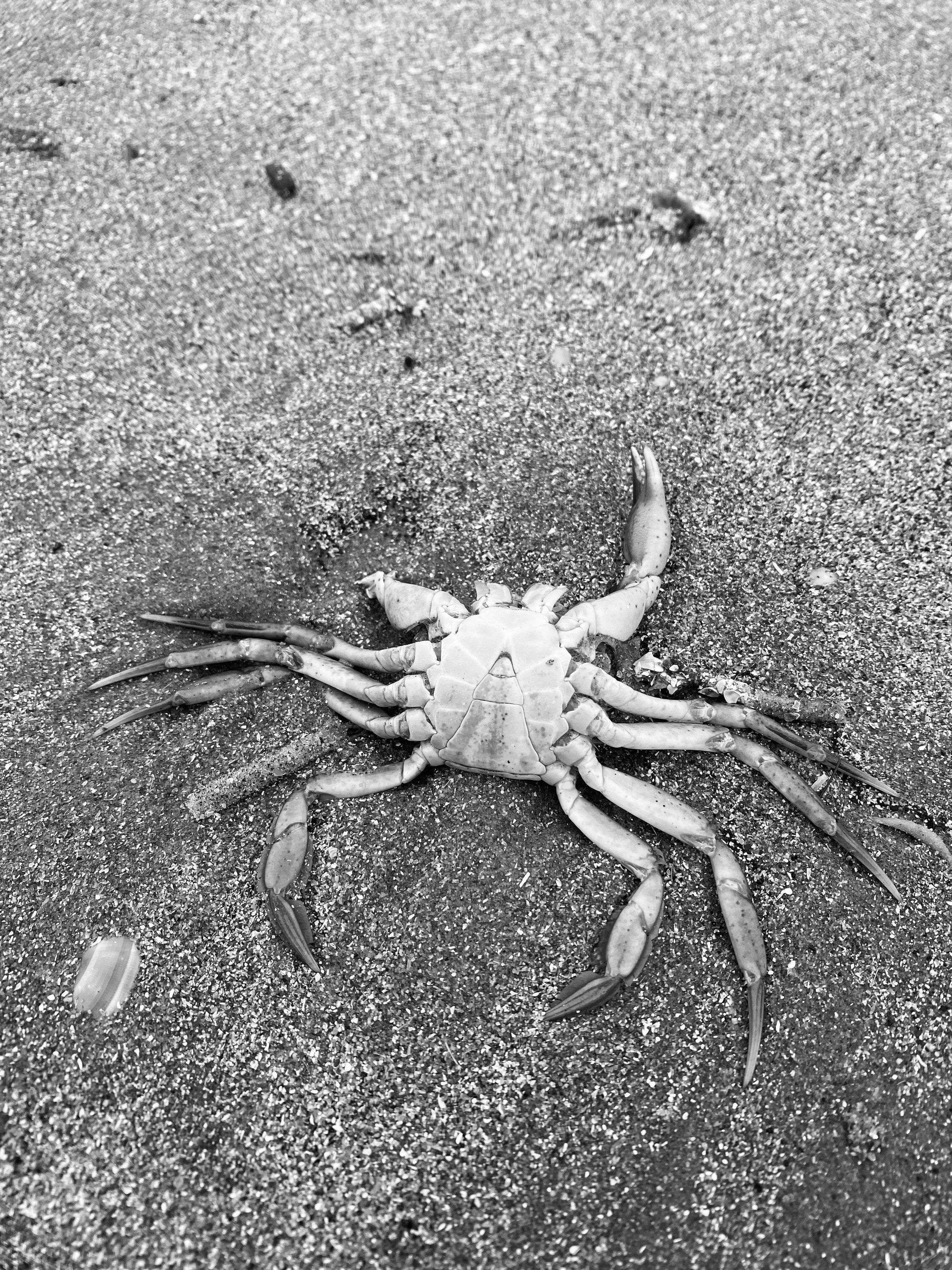 Black and white photo of a crab on sandy beach