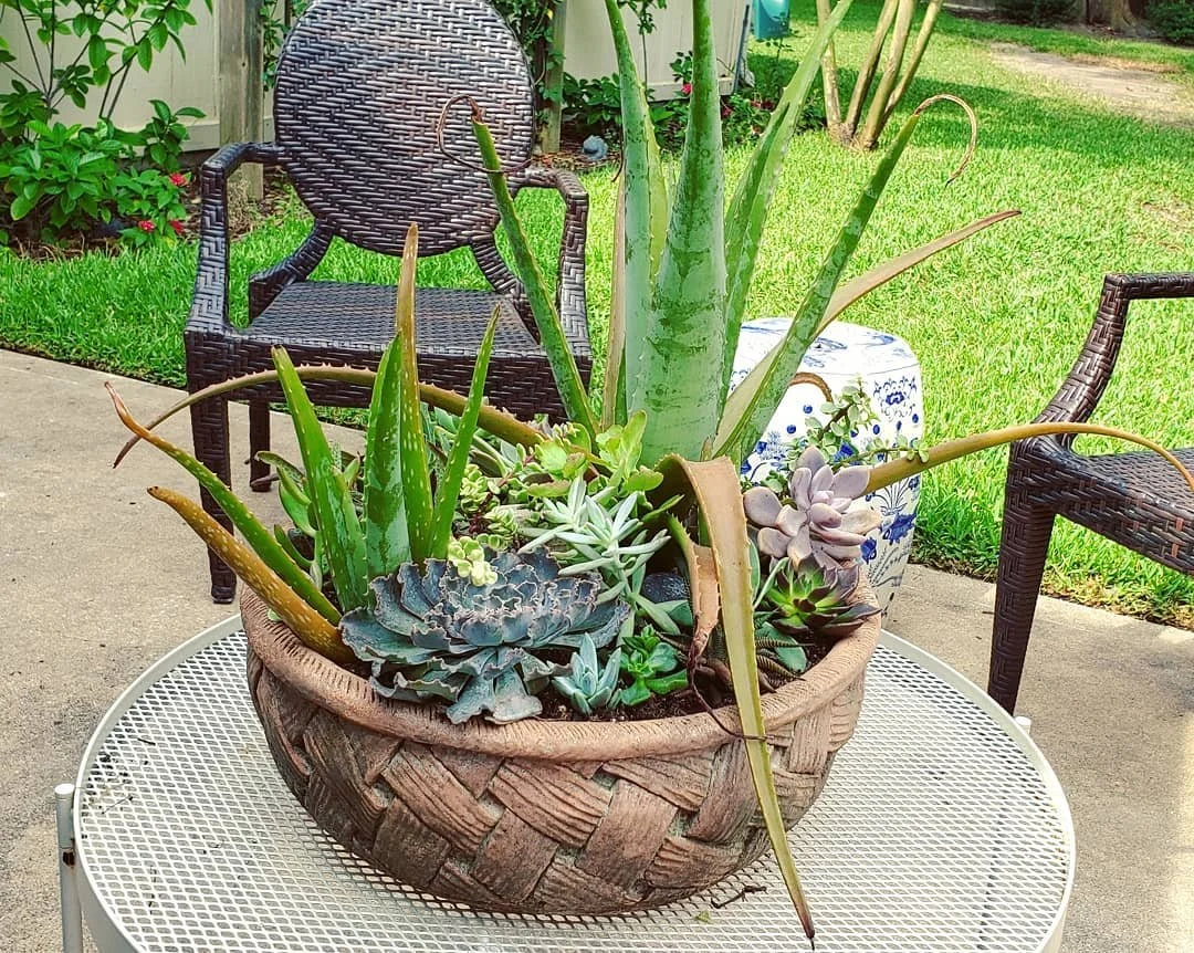 Refreshing the succulent planter on our back porch. 🌵

#succulentplanter #plantlady #gardening