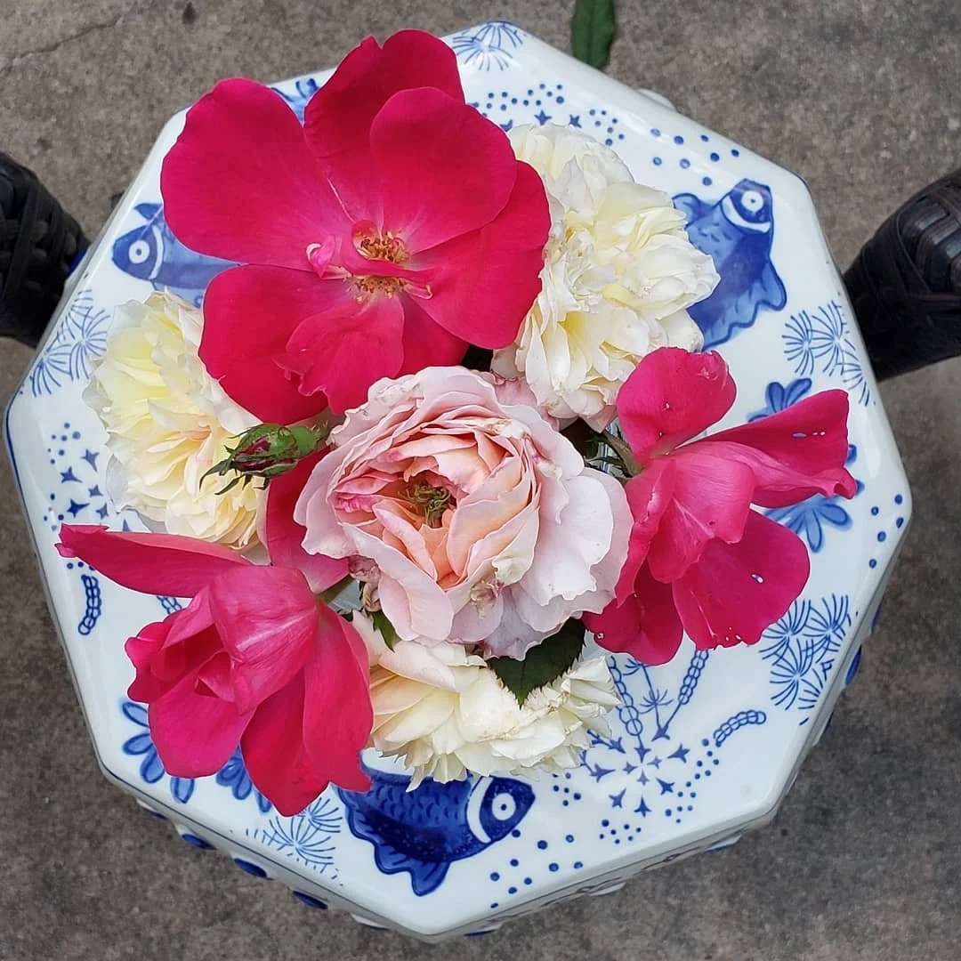 Roses in winter.

#antiqueroseemporium #davidaustinroses #abrahamdarby #clotildesoupert