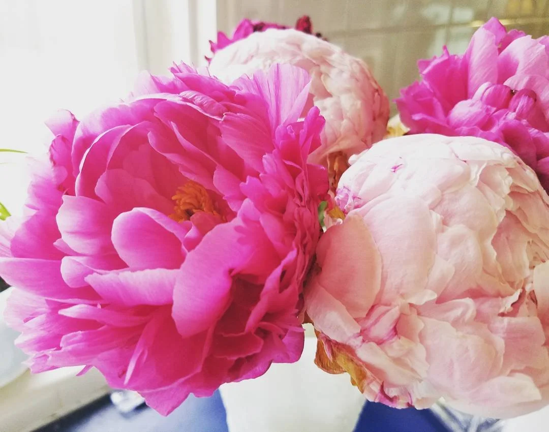 Peonies are never a bad idea. 💐 #freshflowers #peonies #flowersofinstagram #designblogger #texasblogger  #houstonblogger
