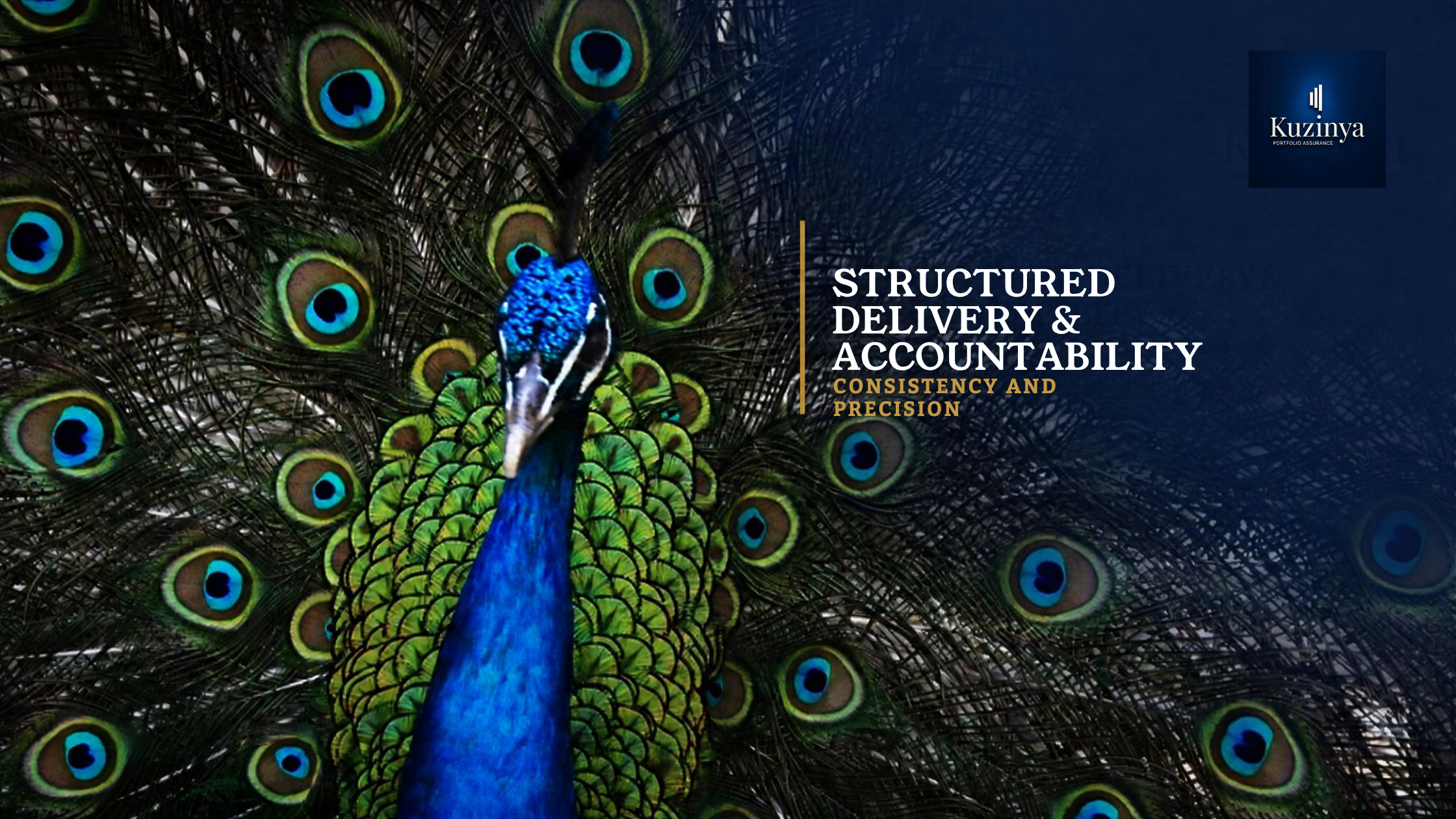 A peacock displaying its vibrant, turquoise and green feathers with eye patterns, partially covering a dark blue background.