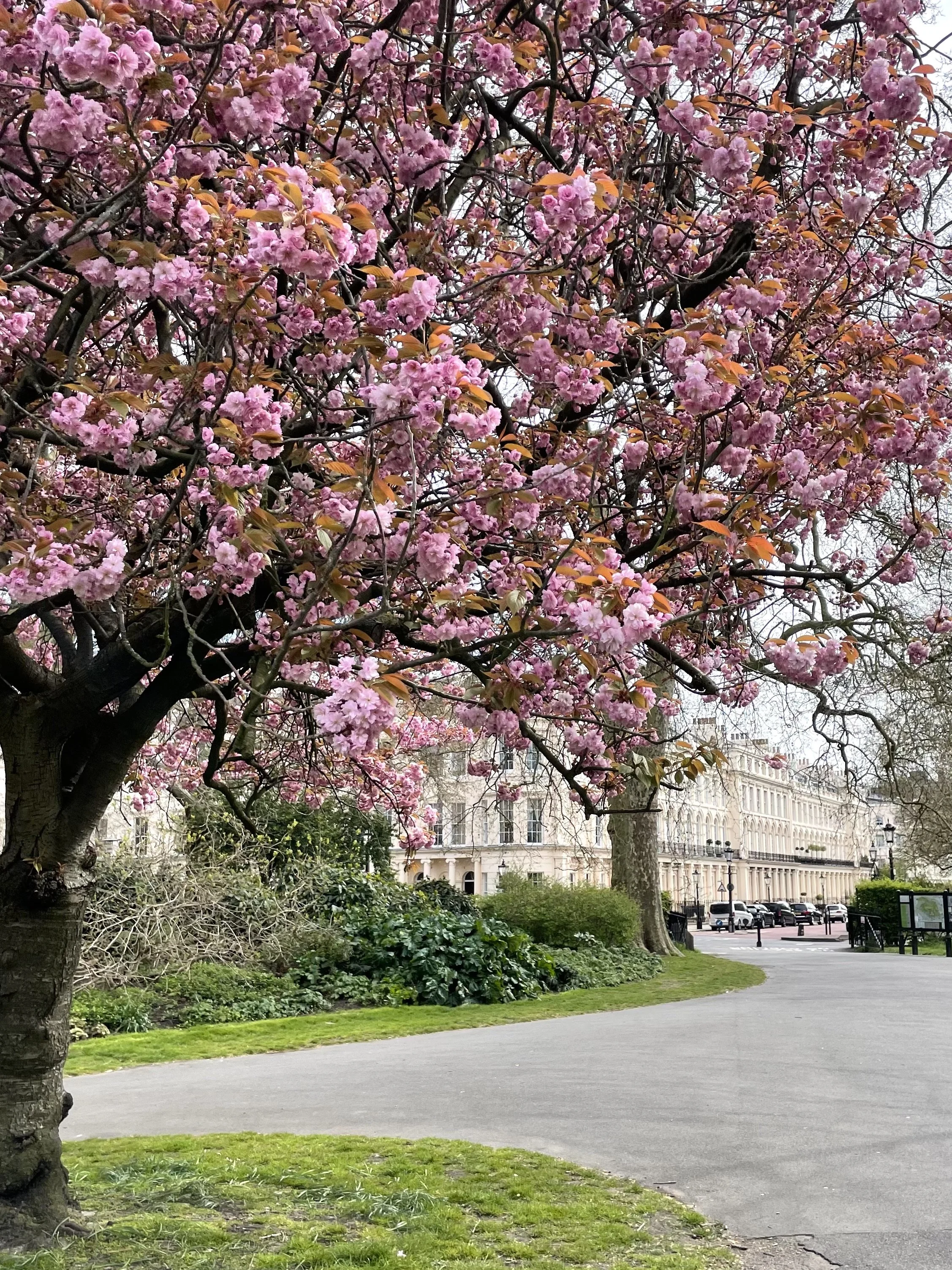 Where to See Blossoms and Blooms in London