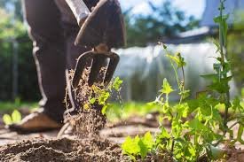 weeding garden for website.jpeg