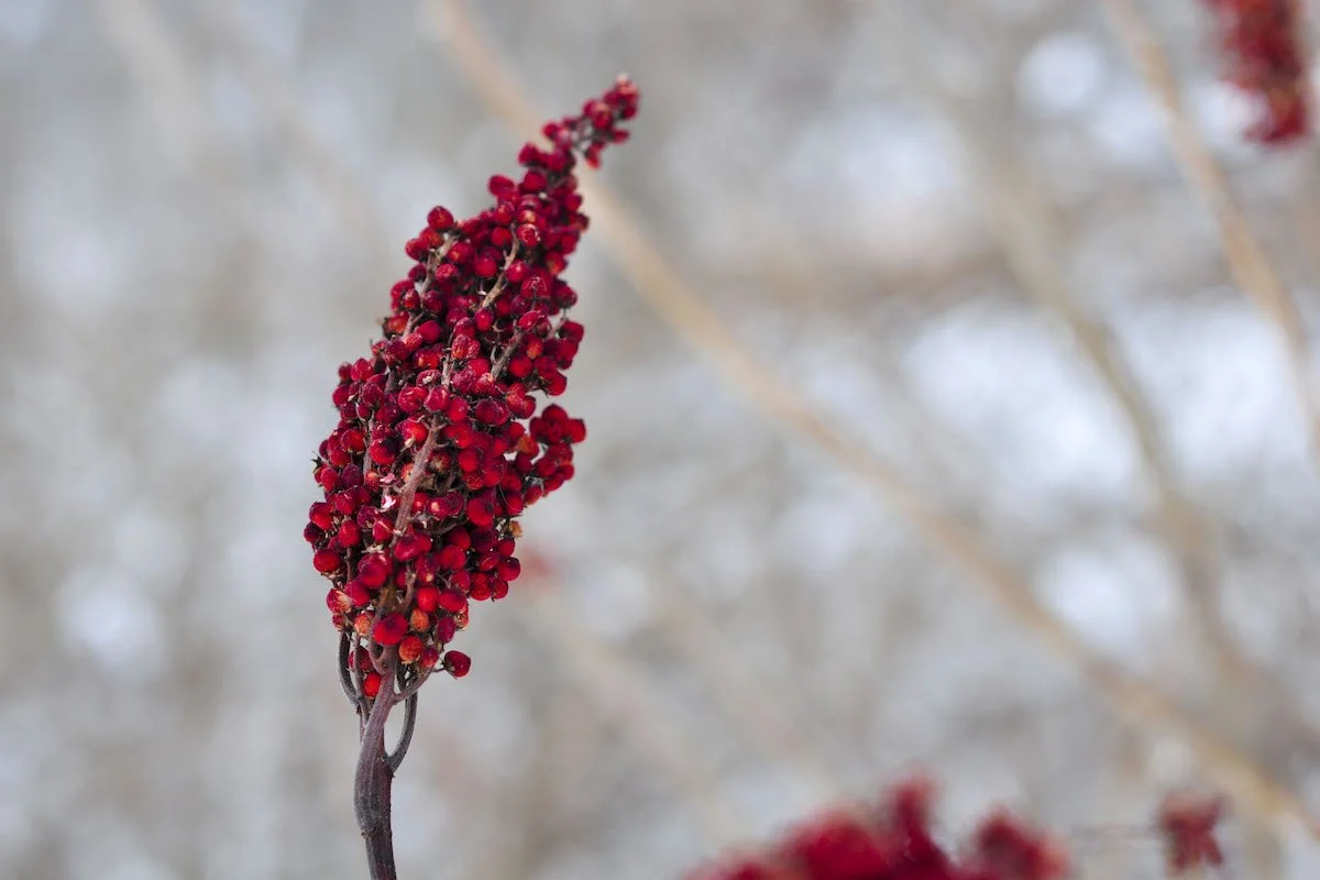Species Spotlight: Staghorn Sumac (Rhus typhina)