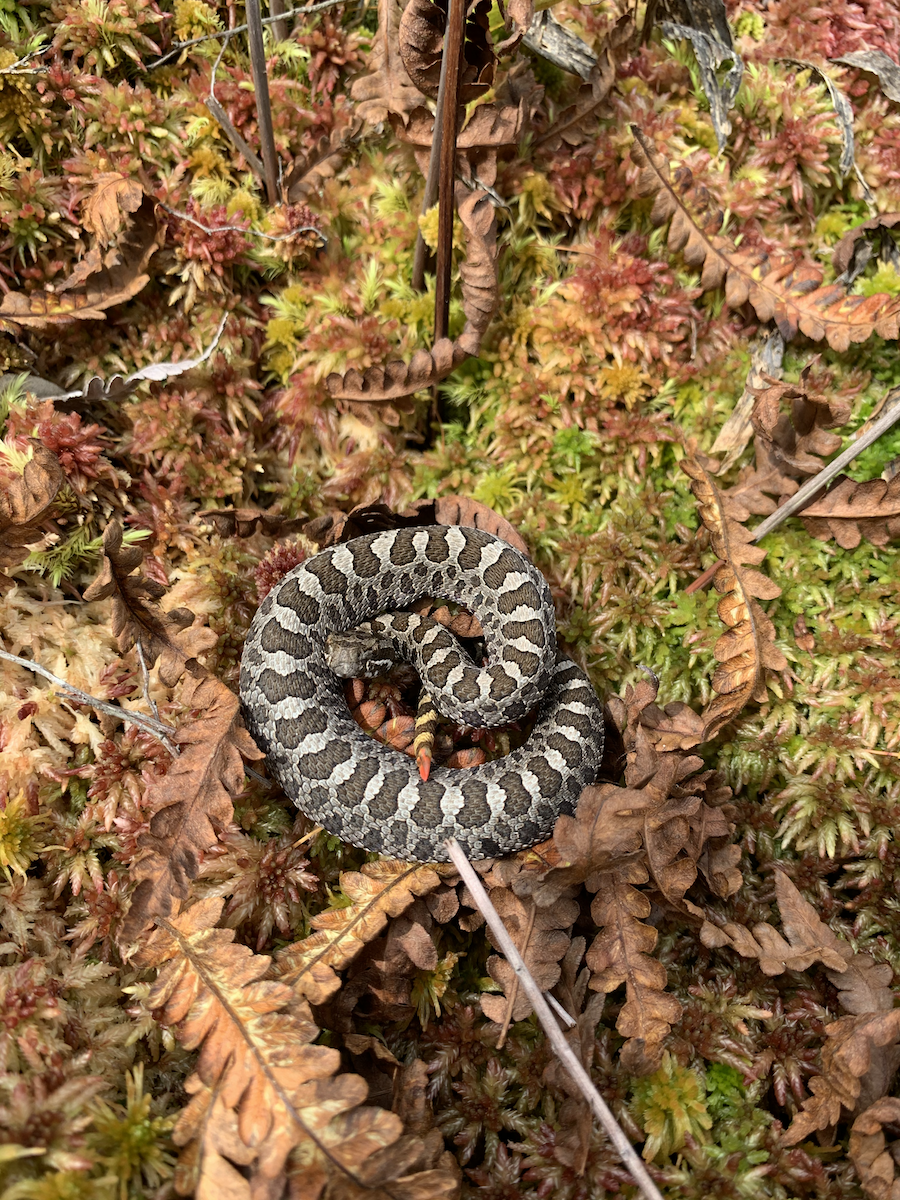 Rattlesnakes around the Year