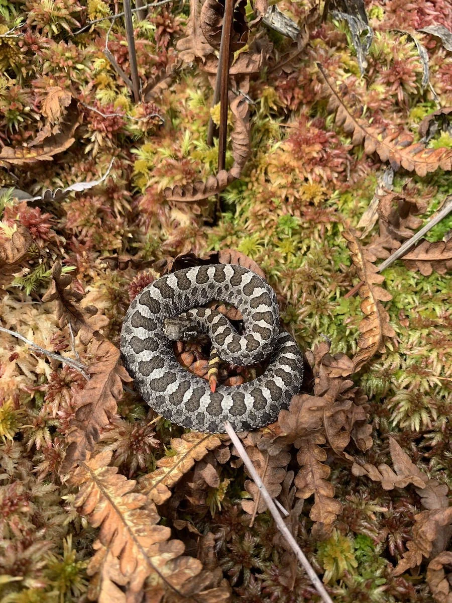 Rattlesnakes around the Year