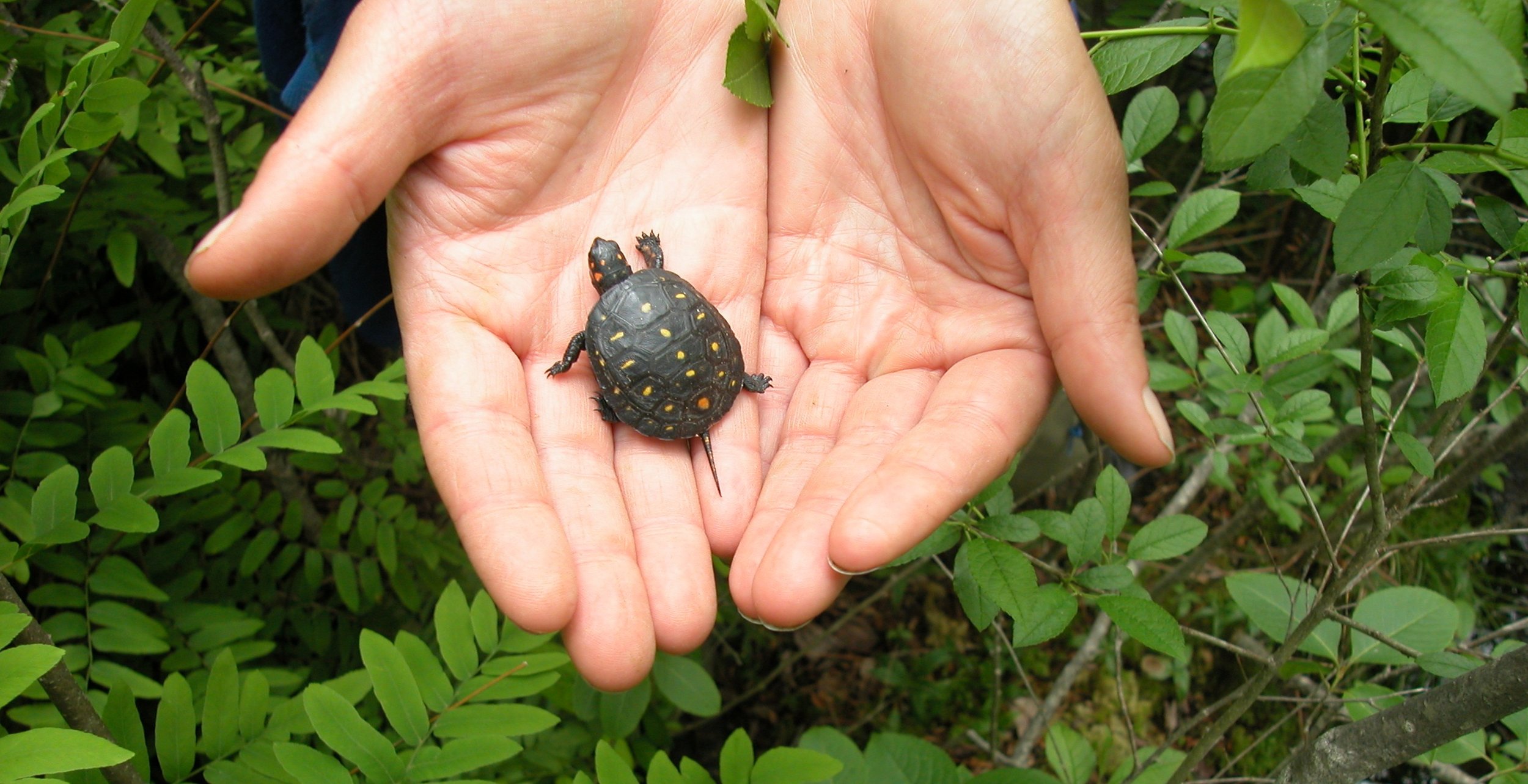 Petition: Ask Canada to fund its 2030 Nature Strategy