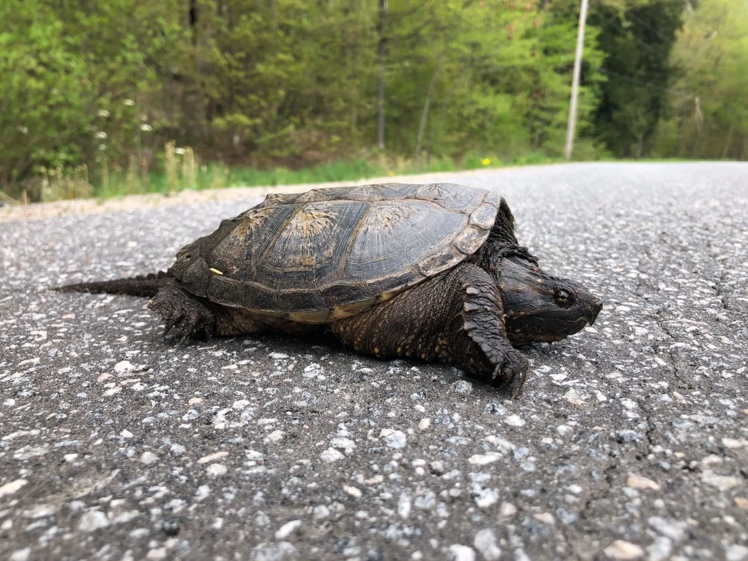 LANDMARK Speaker Series: The Cold-Blooded Cost of Roads: At-Risk Reptiles in a Fragmented Landscape