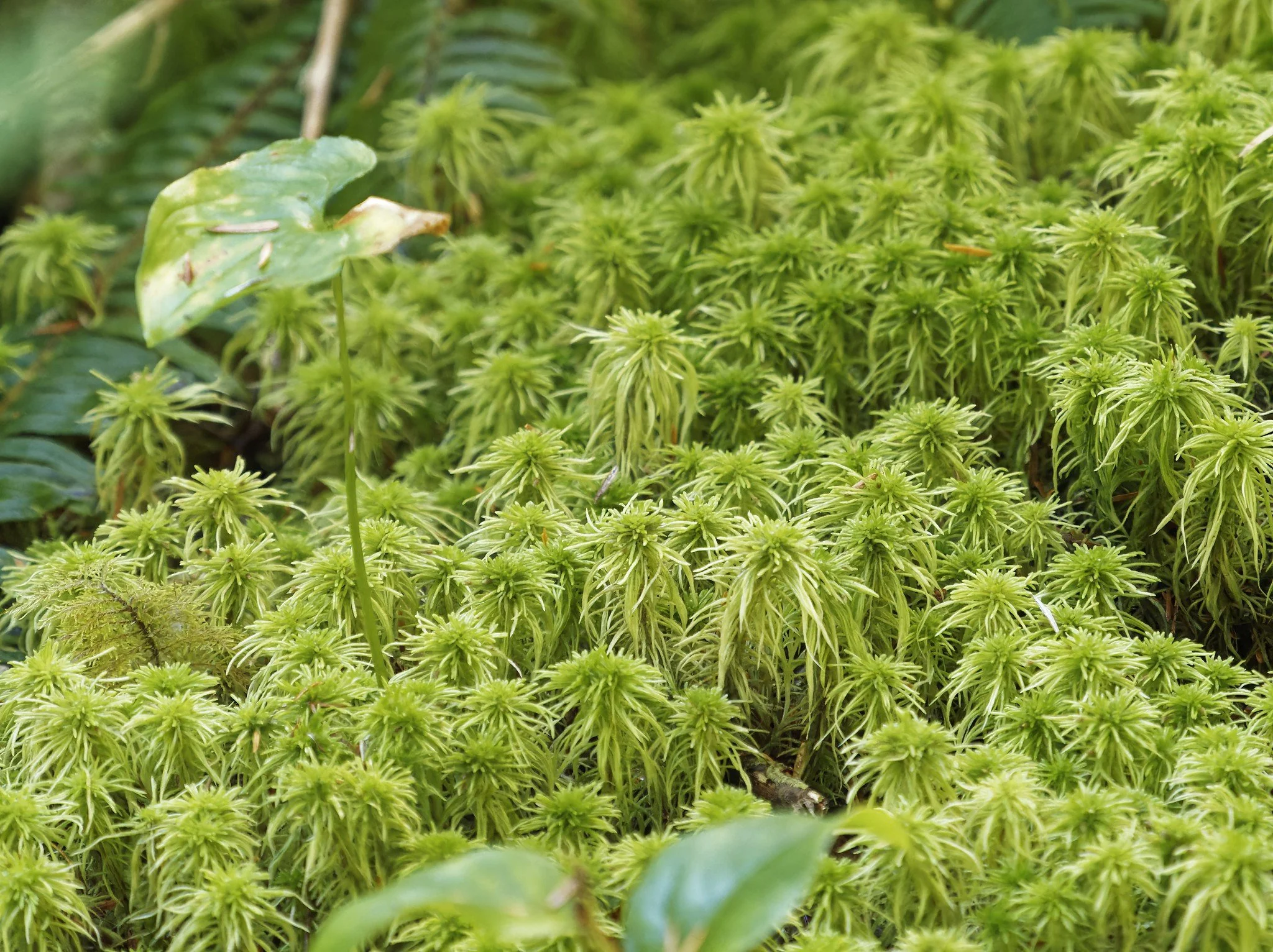 LANDMARK Speaker Series: Sphagnum Moss: The Story of an Ecosystem Engineer