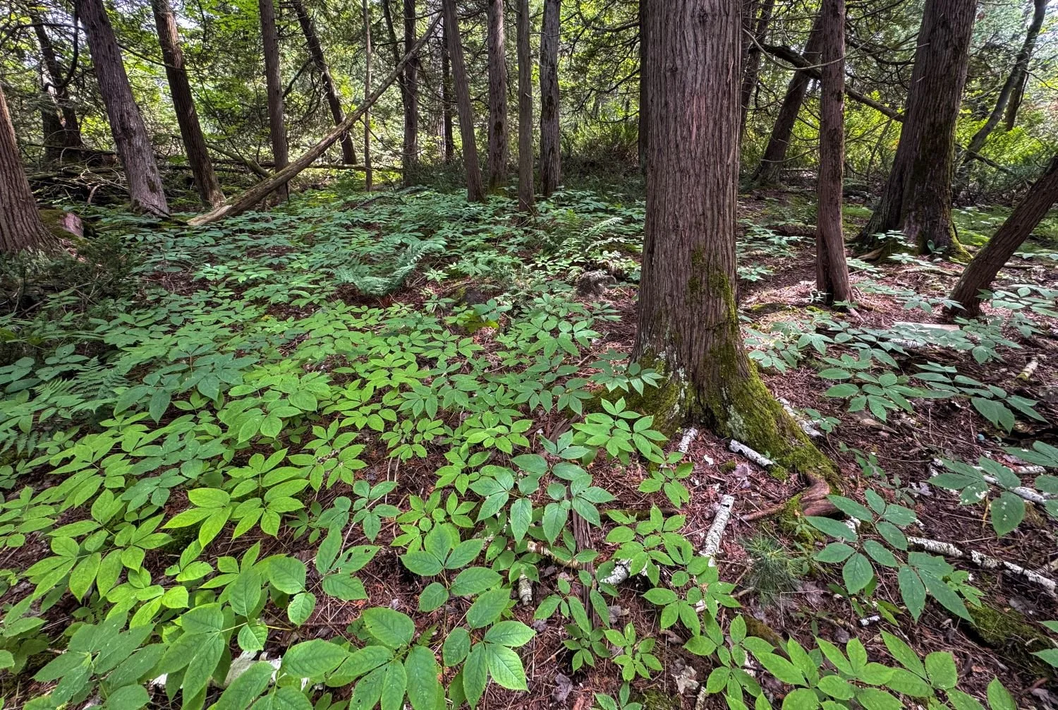 Fairwood Nature Preserve Expansion