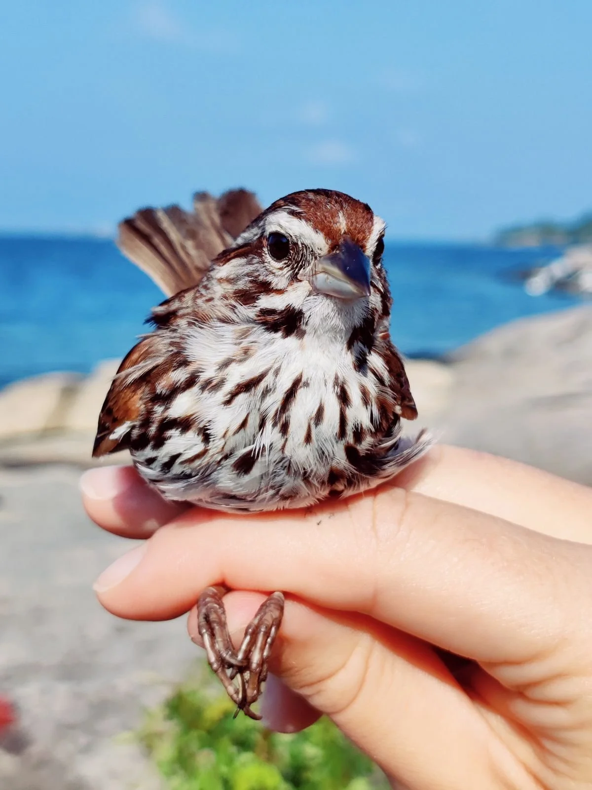 Bird Banding Demonstration