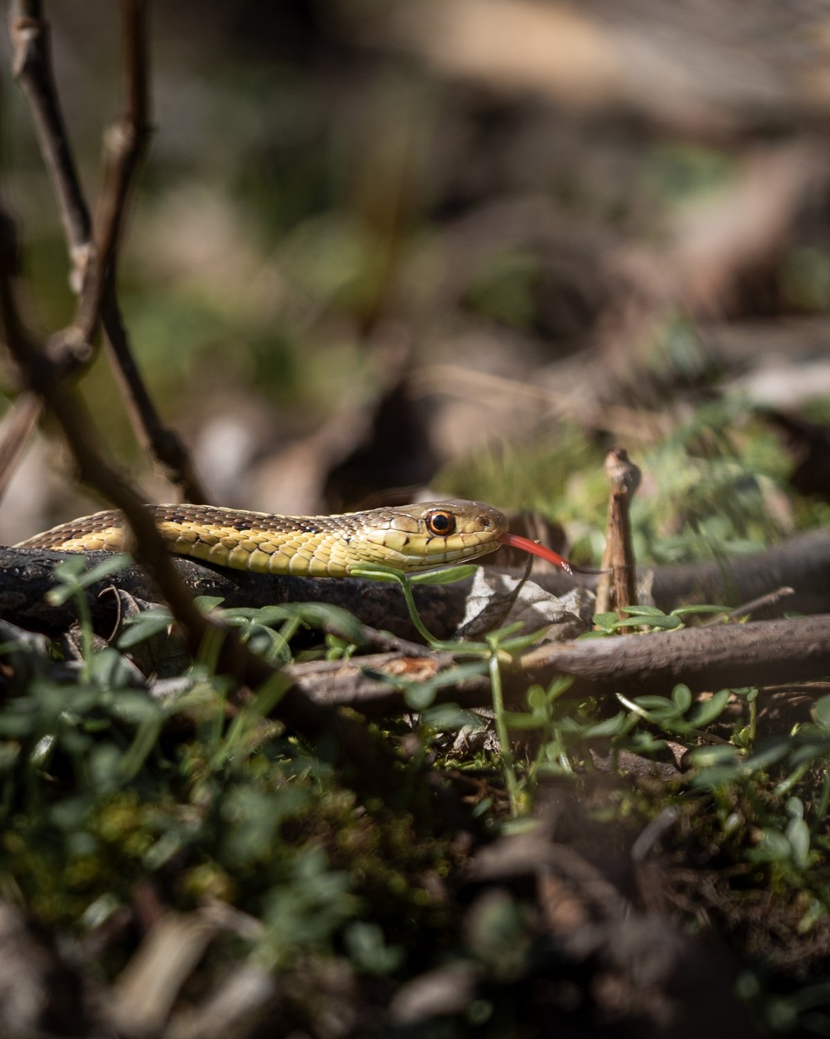 The Social Lives of Garter Snakes