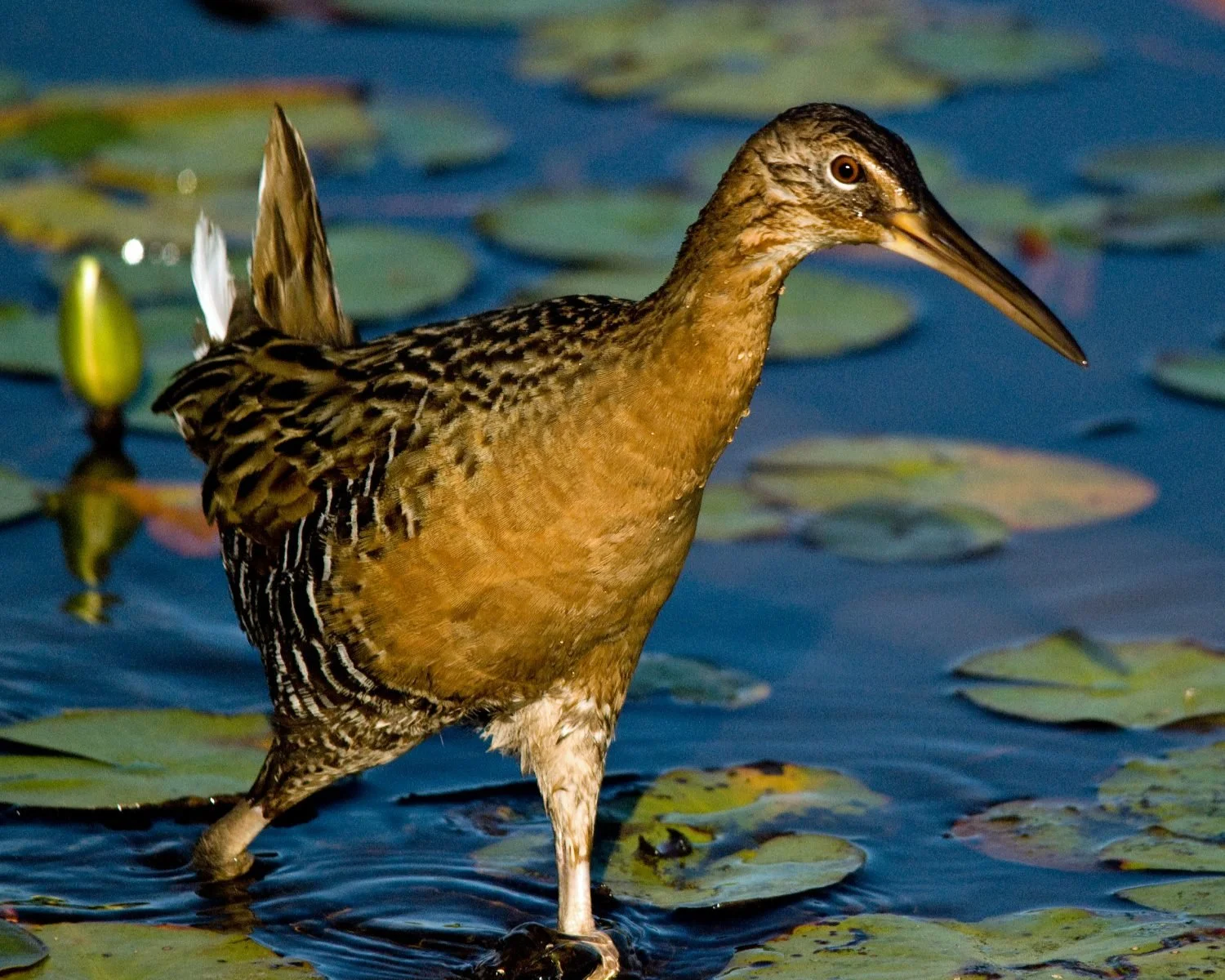 Endangered Rails Endangered King Rails discovered on GBLT Property — Georgian Bay Land Trust