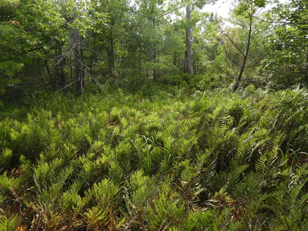 Cognashene Reserve
