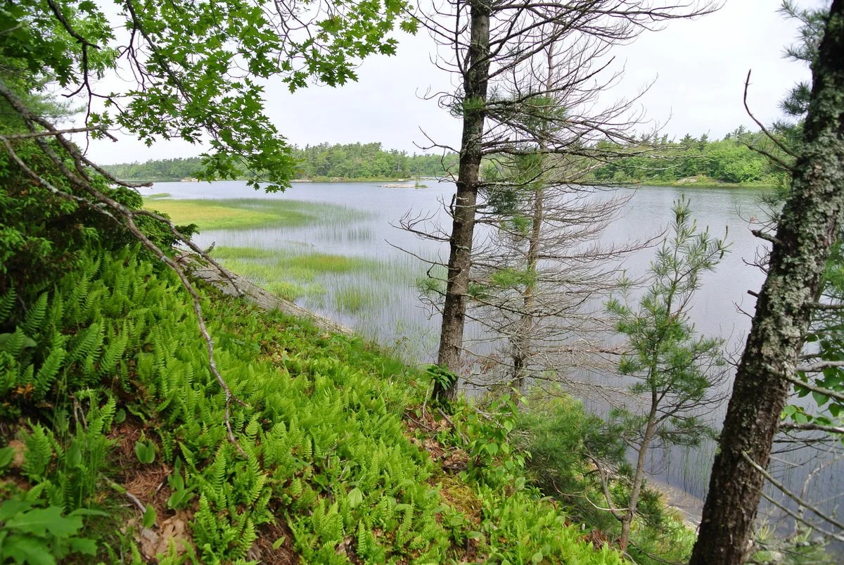 Kofman Moose Bay Reserve