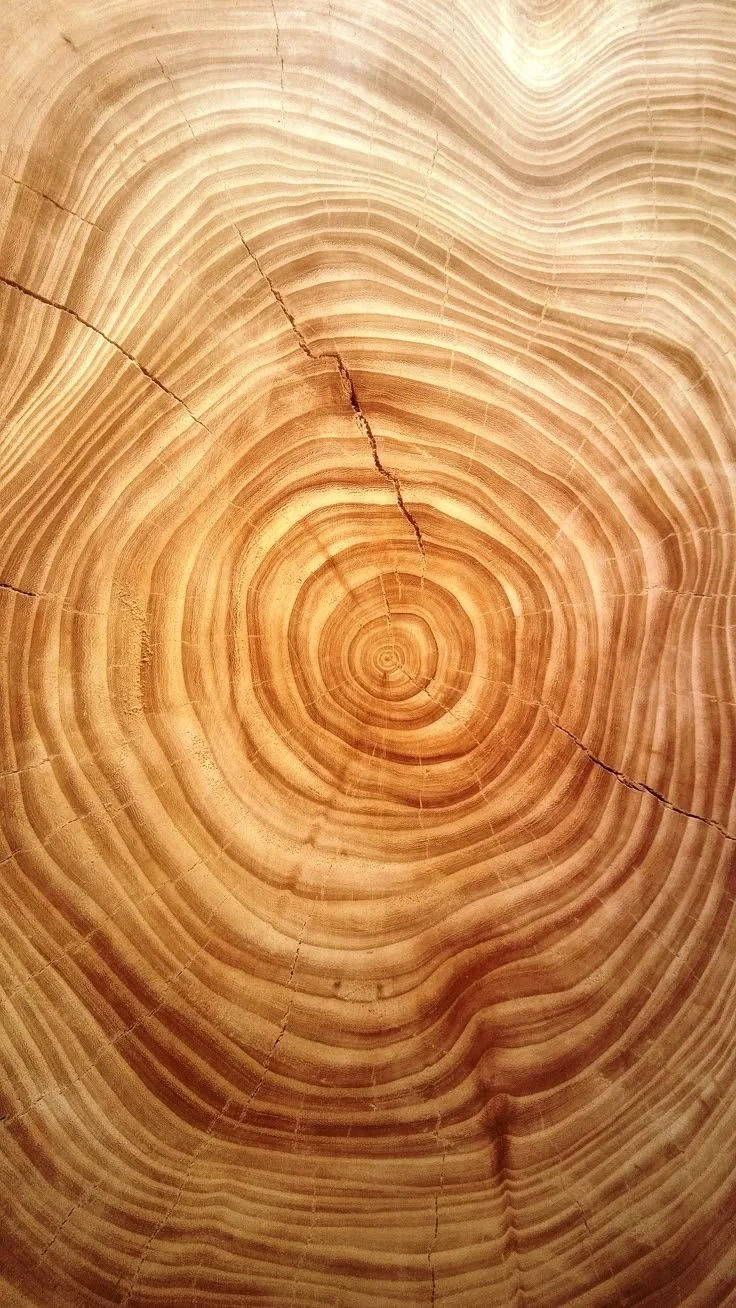 Coupes transversales d'un tronc d'arbre montrant ses anneaux de croissance.