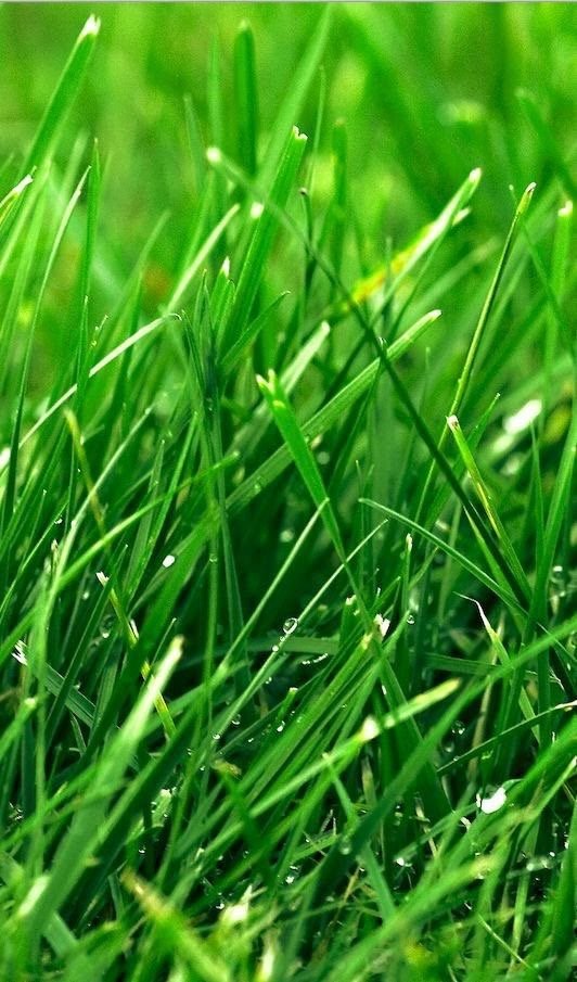 Herbe verte fraîche avec des gouttes d'eau