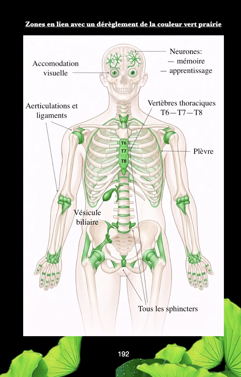Schéma du corps humain montrant les zones liées au déversement de la couleur verte Prairies, notamment le cerveau, la colonne vertébrale, les épines, la vésicule biliaire, le foie et les articulations.