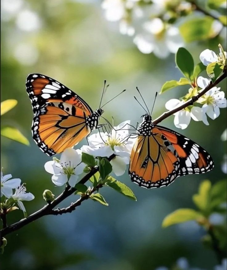 Deux papillons monarques orange et noir posés sur une branche de fleurs blanches avec un fond flou vert