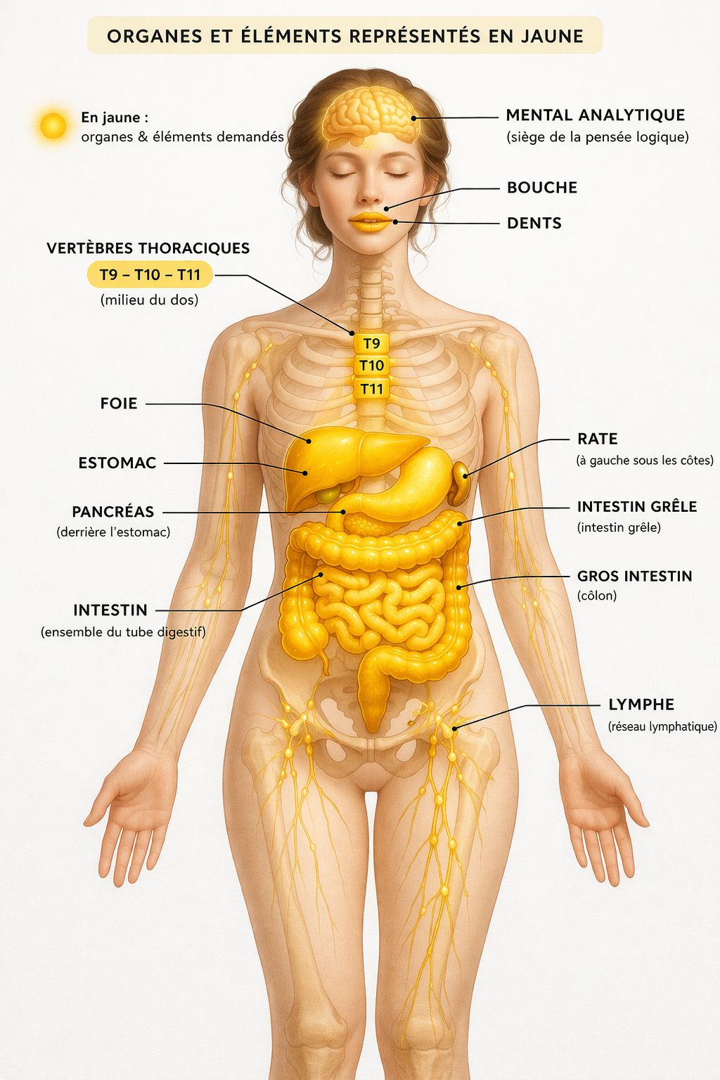 Schéma anatomique des organes et éléments représentés en jaune, y compris le cerveau, la bouche, les dents, la thyroïde, les vertèbres thoraciques T9 à T11, le foie, l'estomac, le pancréas, l'intestin, le rectum, la lymphatique, et le gros intestin.
