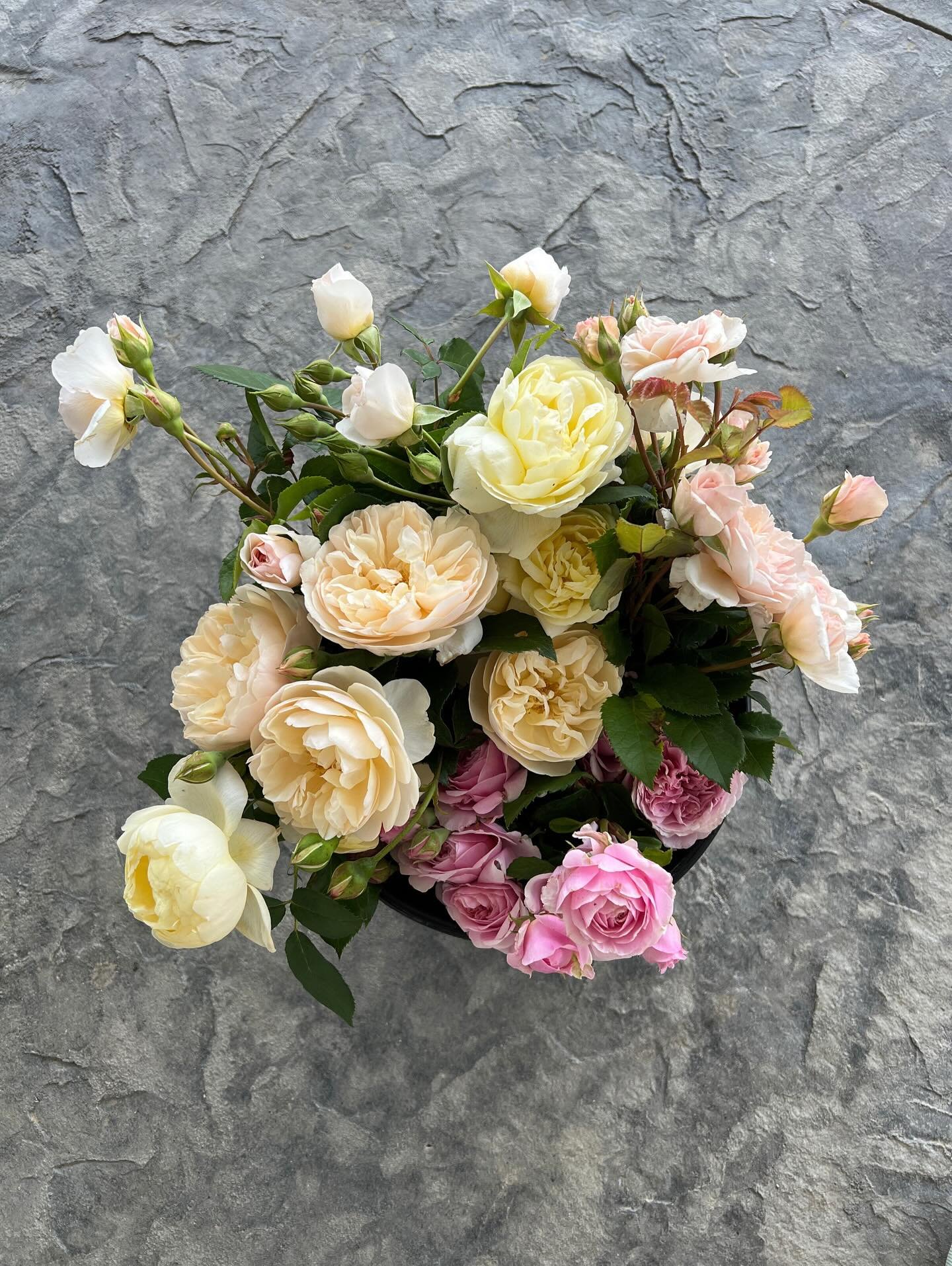 I spotted the first summer rose bloom in our garden today. Won&rsquo;t be long and we&rsquo;ll have buckets of roses like this again!

#ramblerridgefarm #cutflowerfarm #cutflowerfarmer #missouriflowerfarm #missouriflowerfarmer #womanasfarmers #womenf