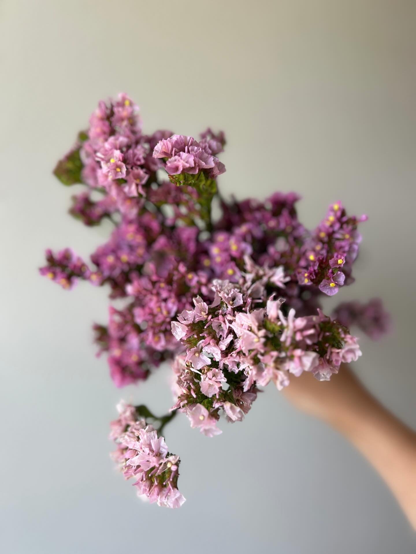 We think this rosey-lavender statice is just darling. It&rsquo;s been a big hit this spring! 💗

#ramblerridgefarm #cutflowerfarm #cutflowerfarmer #missouriflowerfarm #missouriflowerfarmer #womanasfarmers #womenfarmers #lavenderlimonium #limonium #la