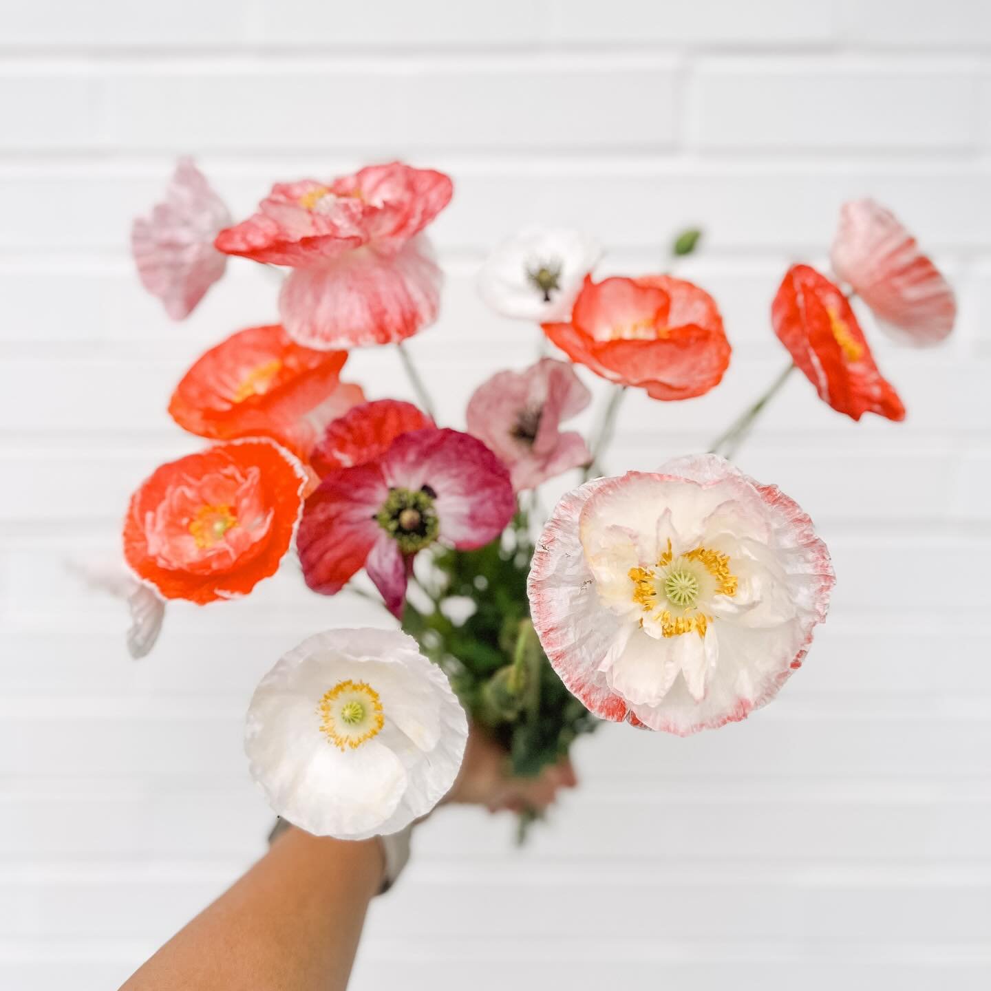 After a failed crop of poppies last year and encouragement from a florist friend to try again, I&rsquo;m grateful to have had such a bounty of poppies this year.

They have just about finished up their blooming for the season. They&rsquo;re not a fan