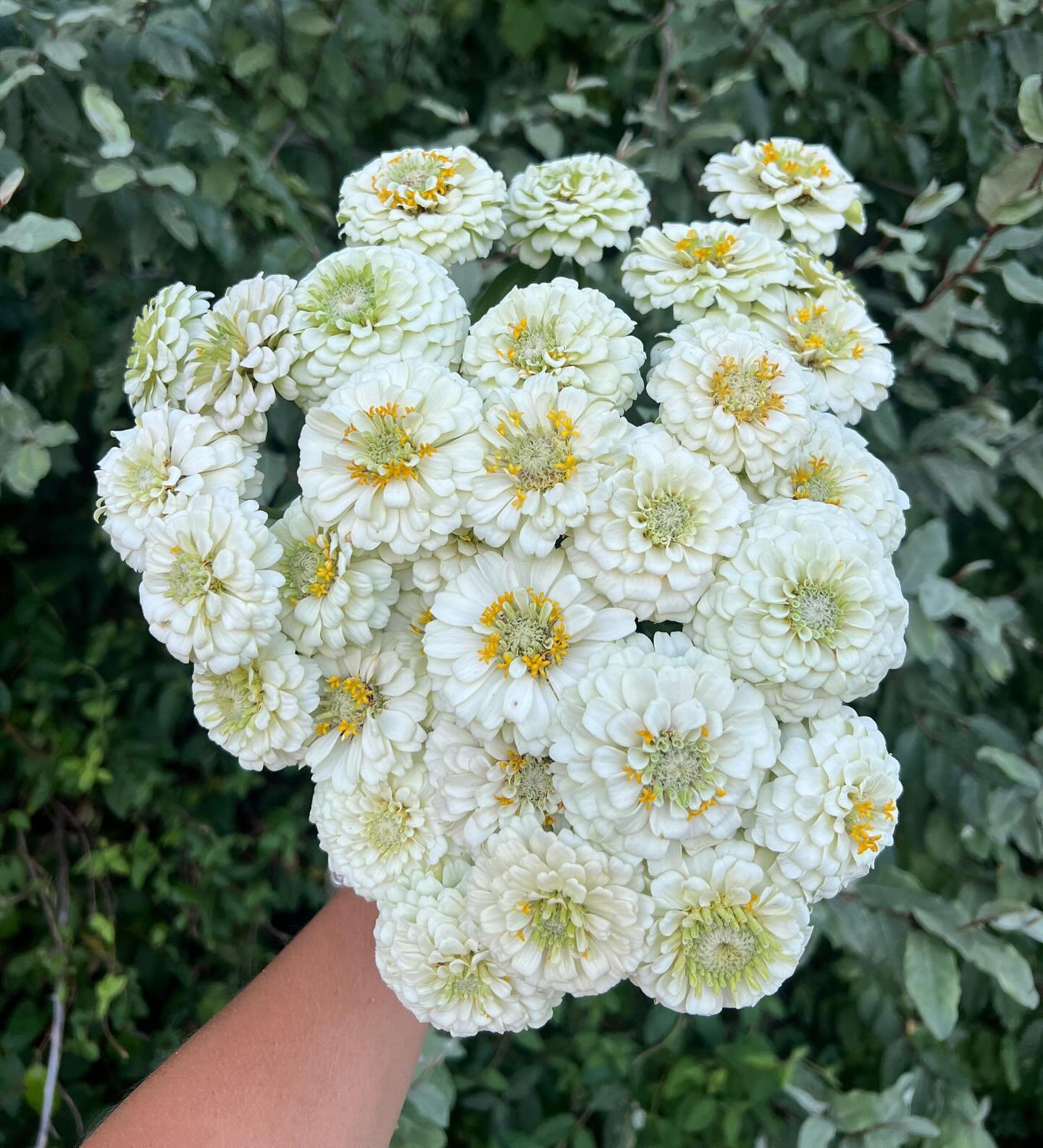 I&rsquo;d take a bouquet of white zinnias any day.

As the days grow shorter, our farm begins to bloom in brilliant shades. As much as I love the deep shades of autumn, I also prioritize white flowers. With typically less bug pressure (looking at you