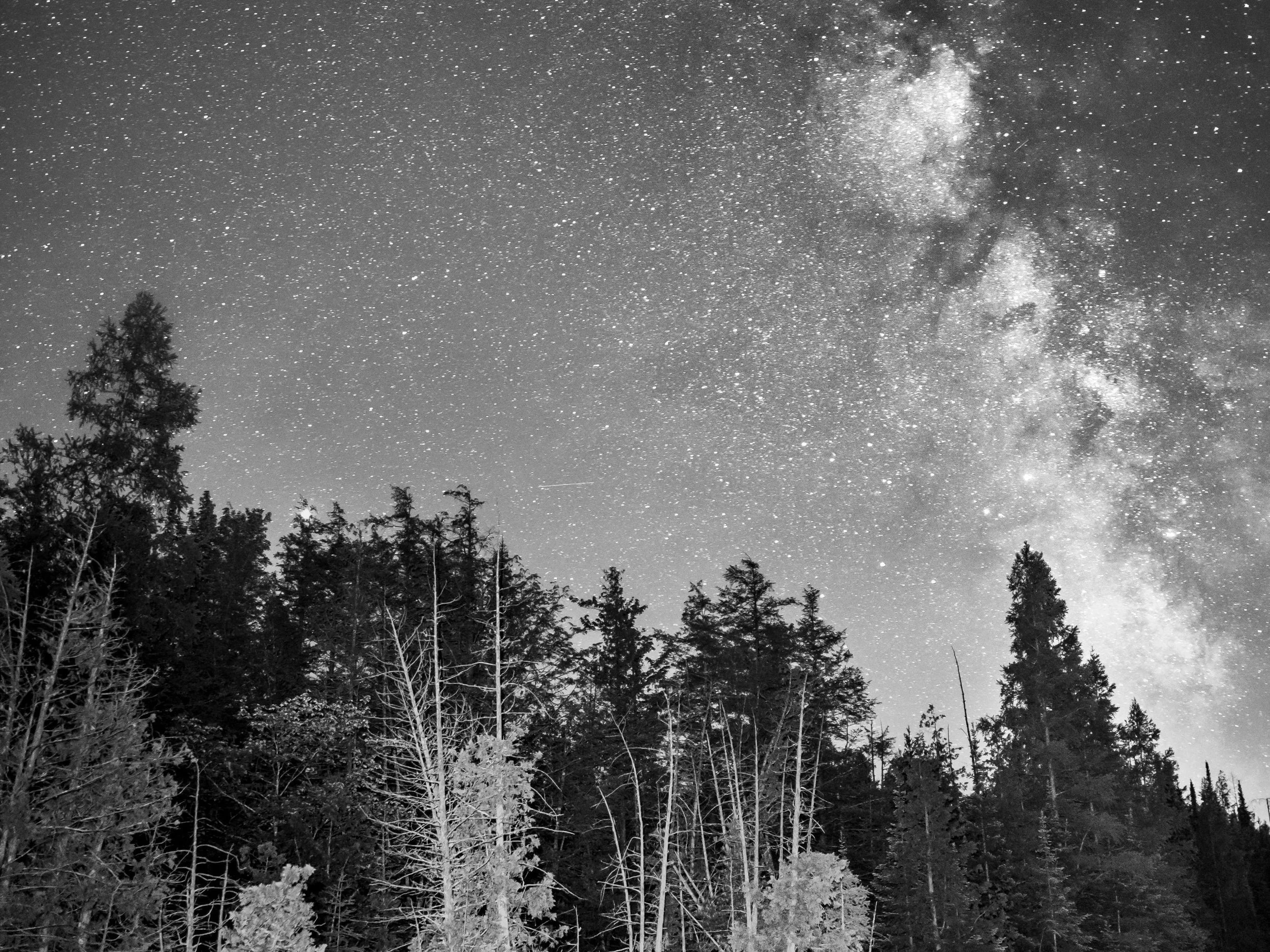 Black and white photo of a forest with tall cedar trees under a starry night sky, featuring the Milky Way galaxy, photograph taken in Northern Mchigan by James Manning.