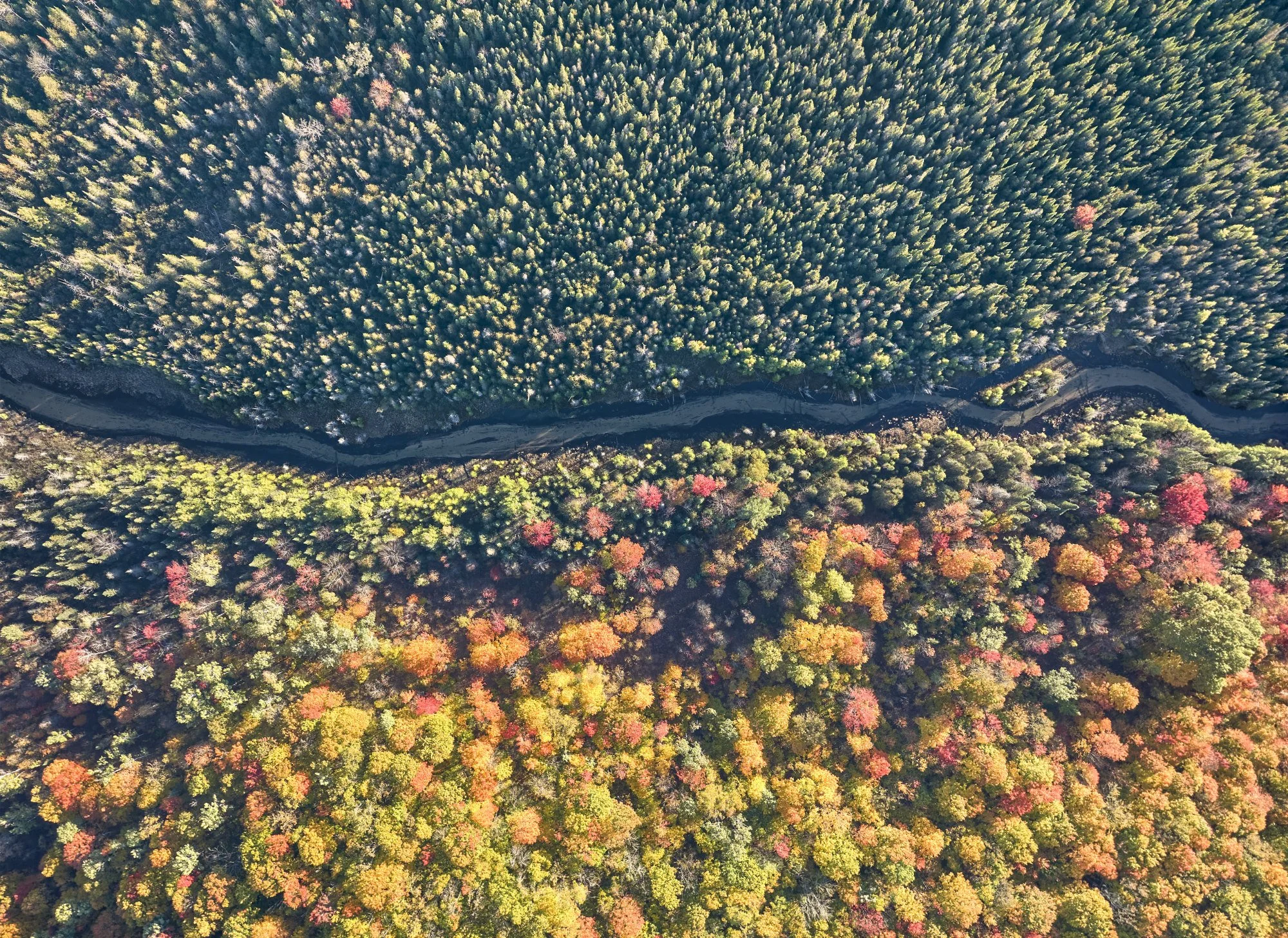 Aerial view of a river flowing through a colorful forest with shades of green, orange, and red in Northern Michigan.
