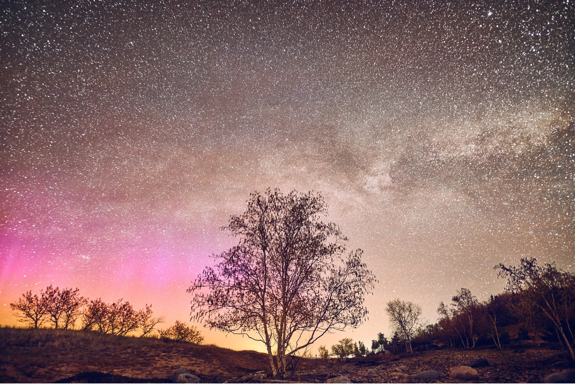 Tree silhouettes under a starry night sky with aurora borealis and Milky Way Galaxy near Harbor Springs, Michigan.