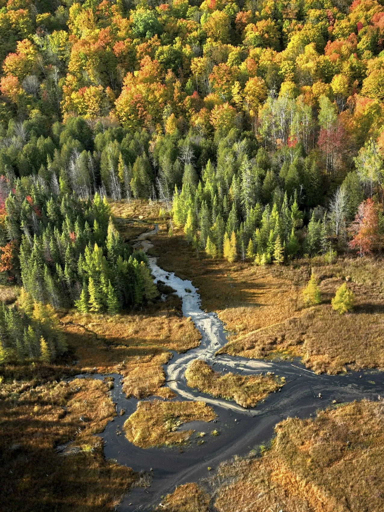 Aerial view of a forest with colorful fall foliage and a winding creek through a grassy golden meadow in Northern Michigan.