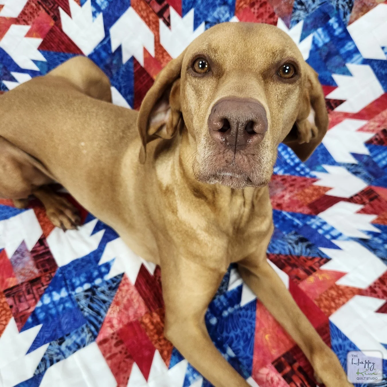 Cute vizsla sitting on a red, white, and blue quilt