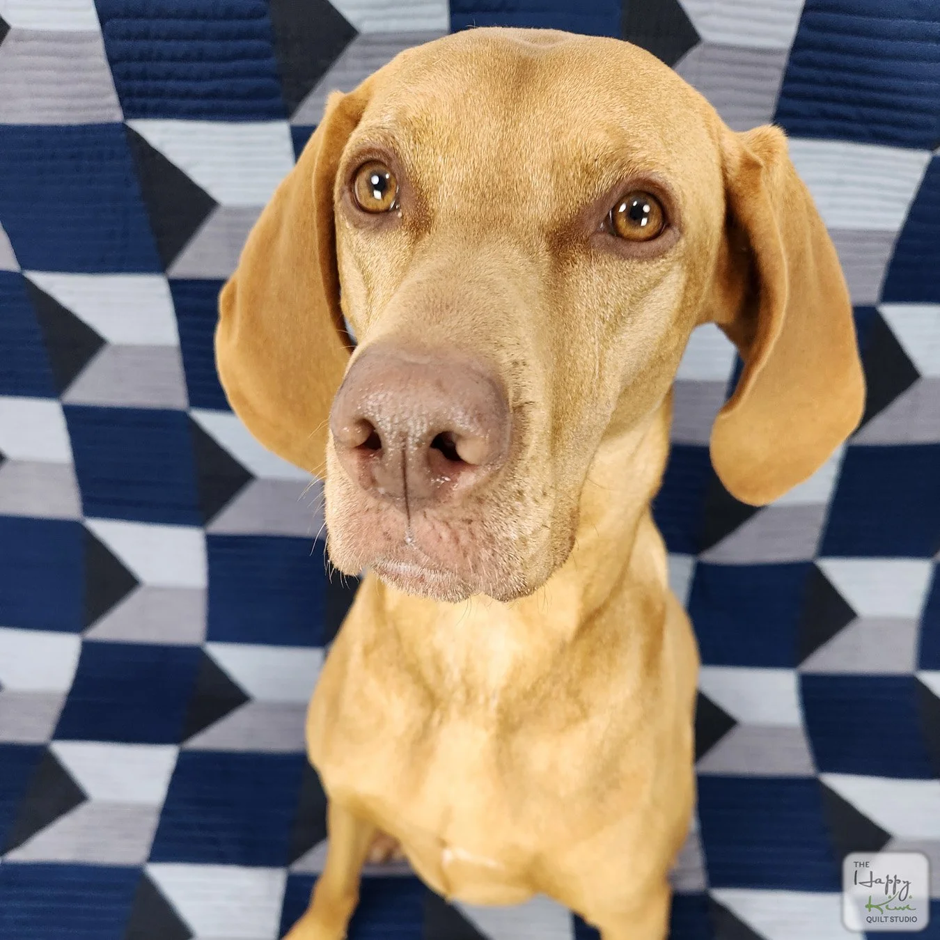 Cute vizsla sitting on a modern blue and grey quilt