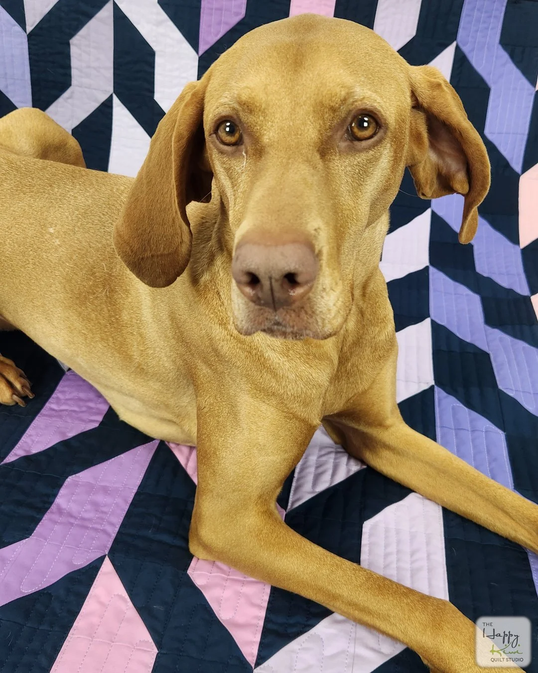 A cute vizsla sitting on a modern quilt