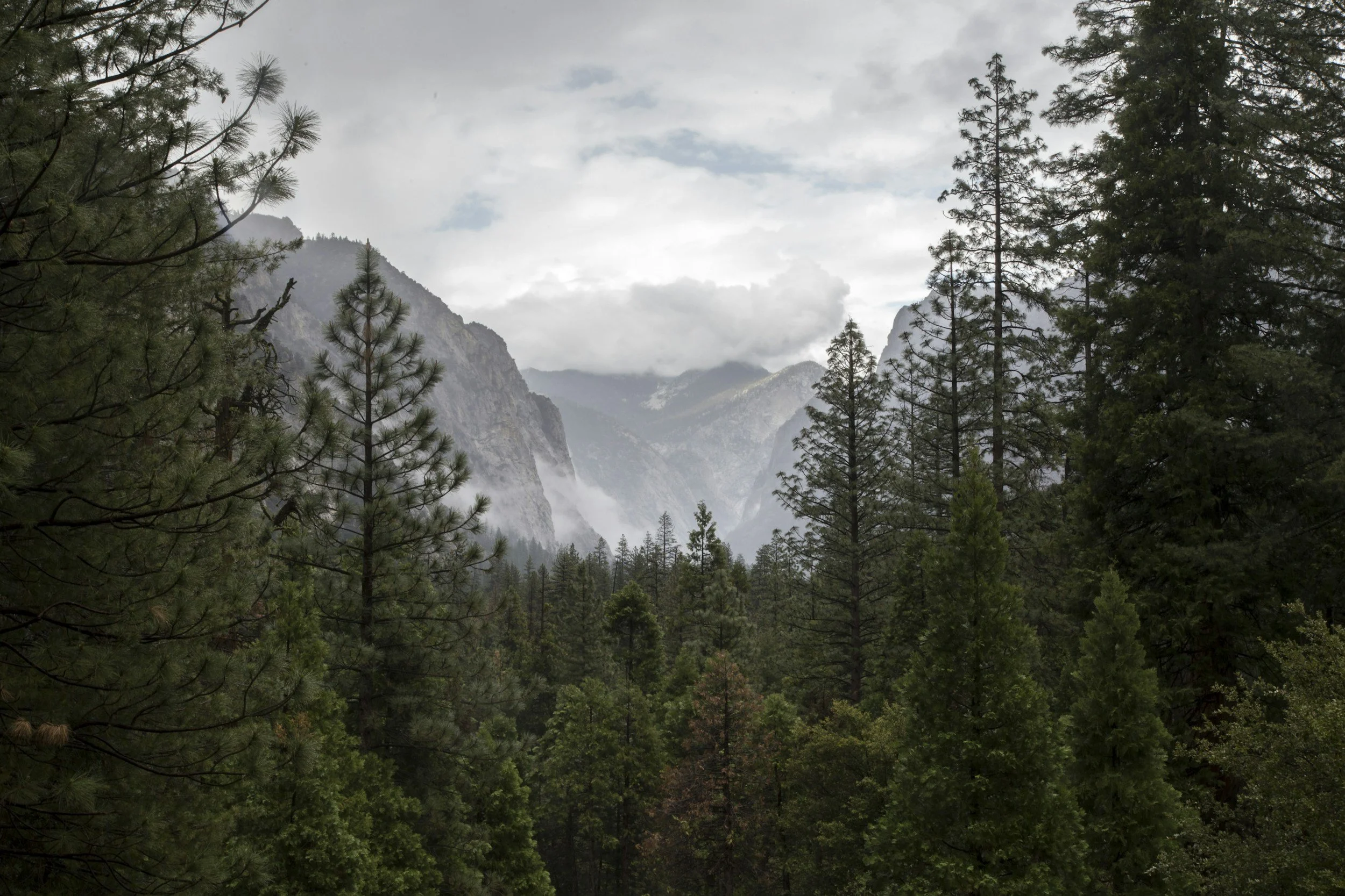 A forest of tall evergreen trees with mountains and cloudy sky in the background