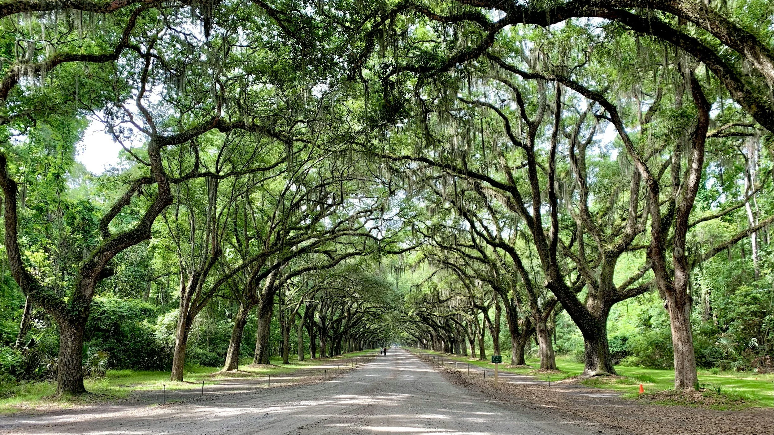 A dirt path surrounded by large trees forming a canopy overhead in a lush green forest.