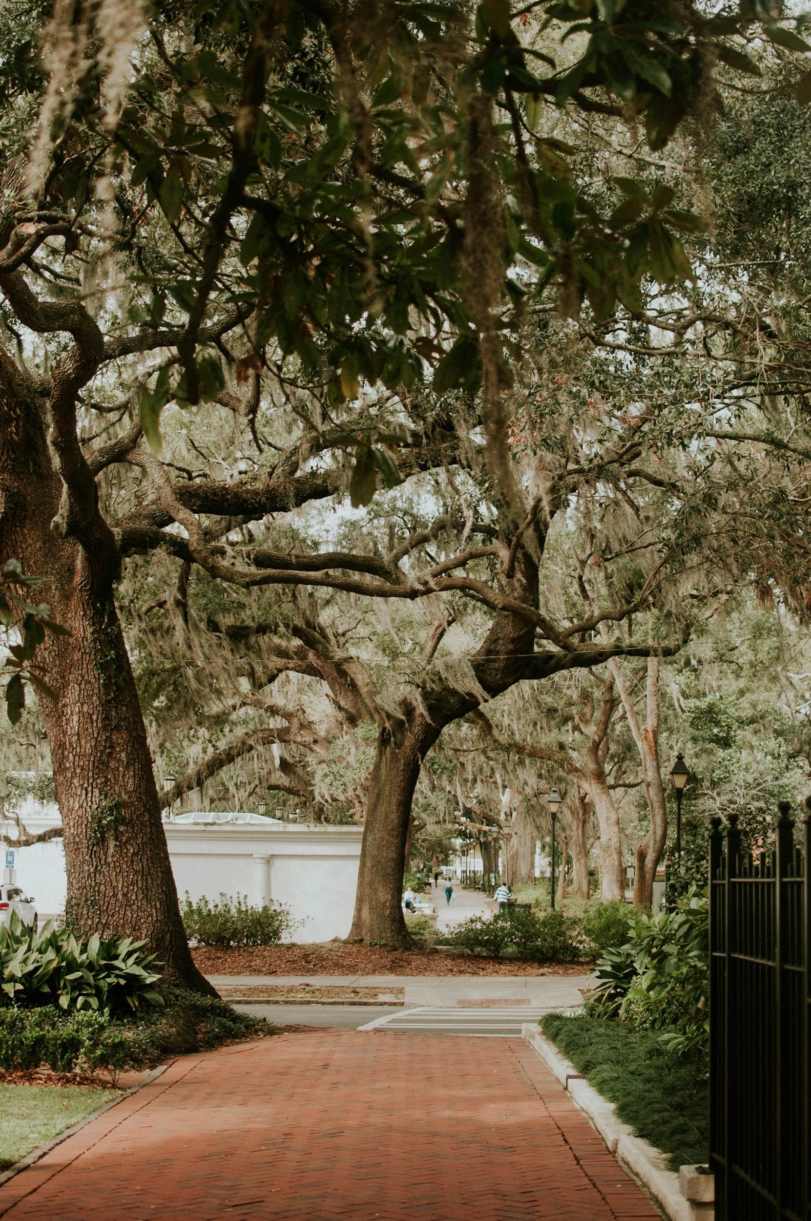 Brick pathway leading through a park with large trees draped in Spanish moss, green bushes, and lampposts along the sidewalk.