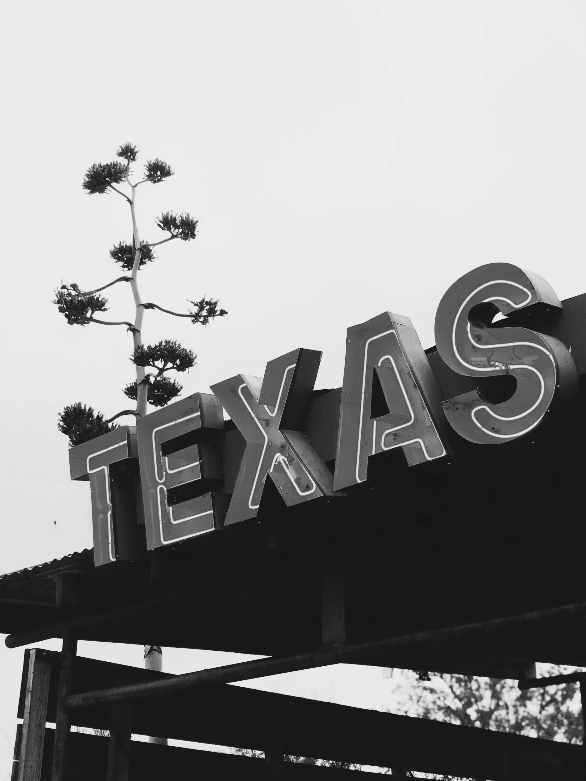 Neon sign spelling 'TEXAS' with a tall tree in the background and a cloudy sky.