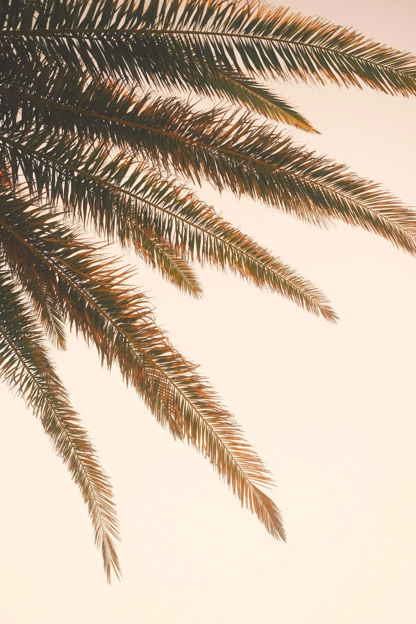 Close-up of palm tree fronds against a clear sky at sunset or sunrise.
