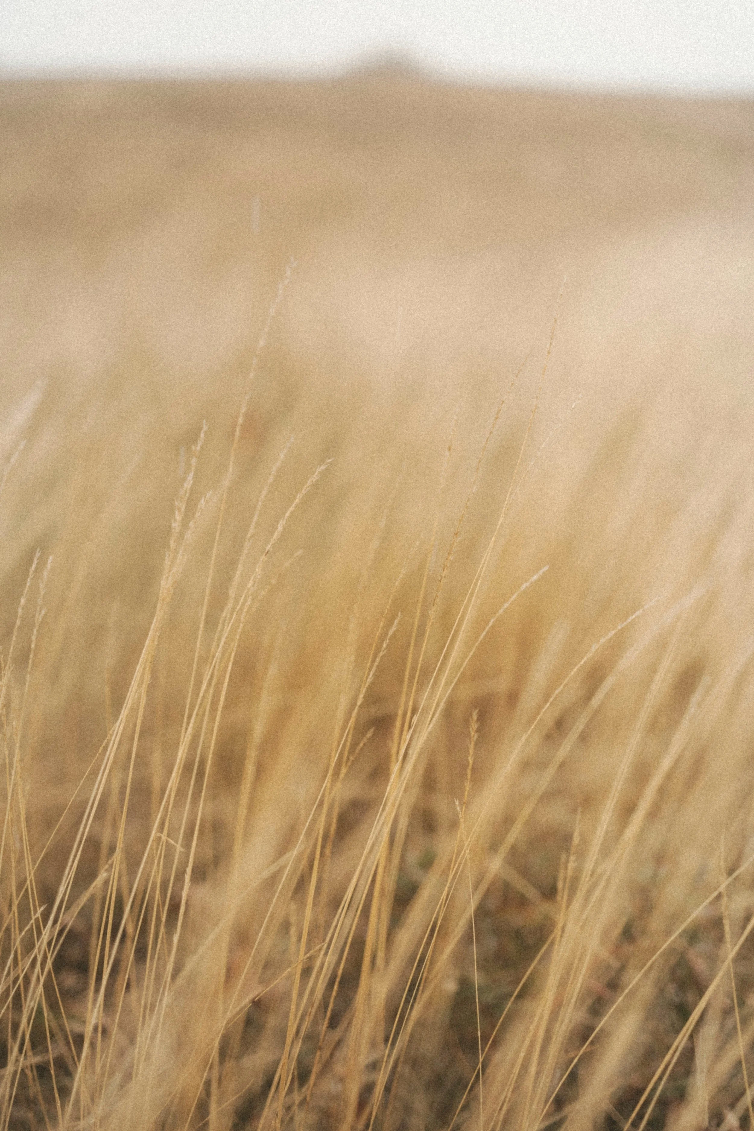Tall golden grass in a field