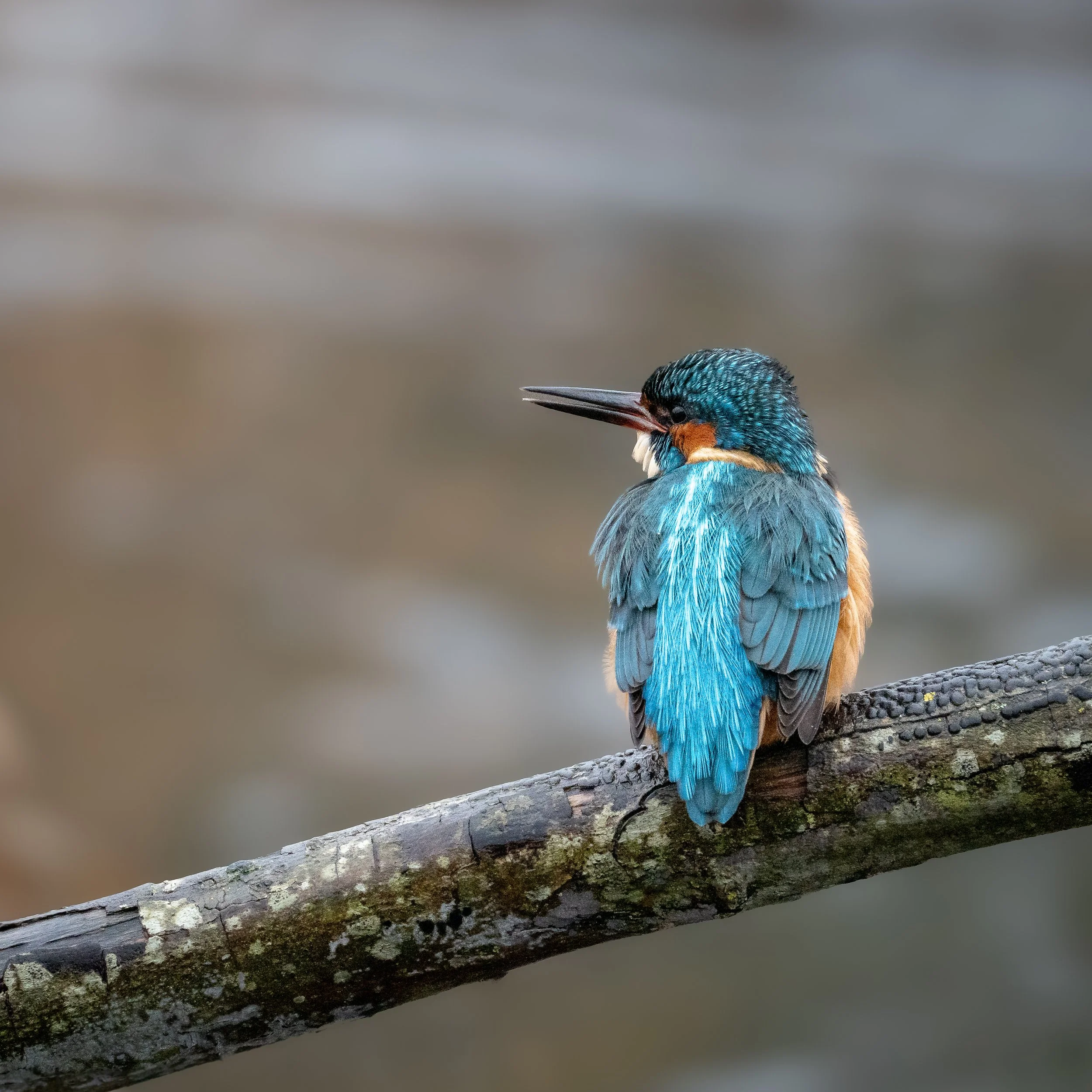 Kingfisher looking away.jpg