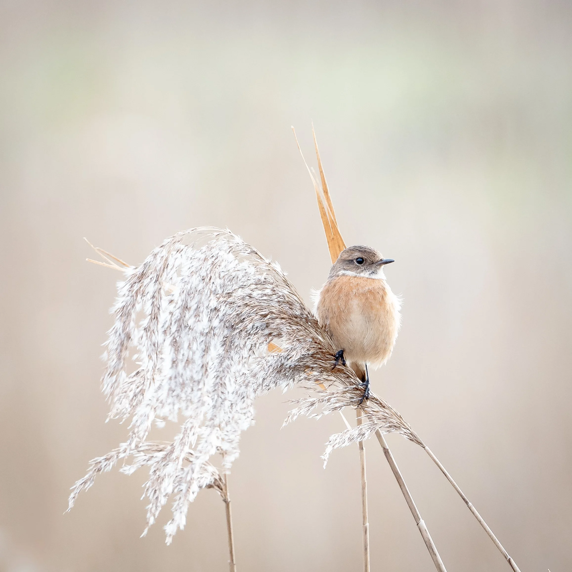 stonechat UPDATED #1 21 dec 2024 (1 of 1).jpg