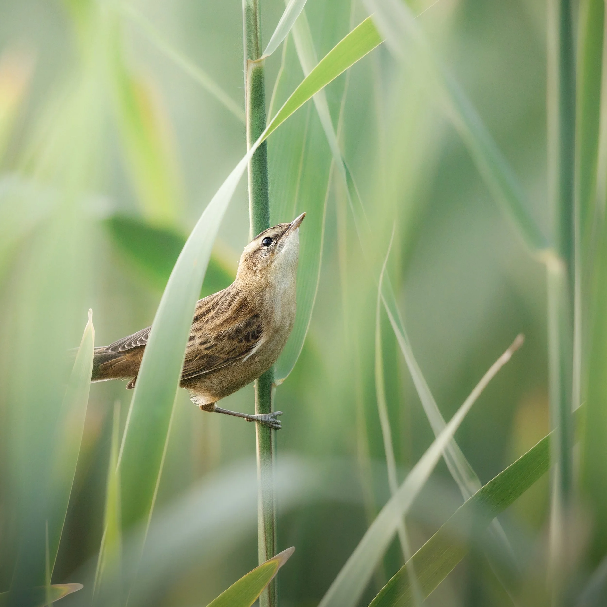warbler lakenheath PS 18th July 2025 WEBSITE.jpg