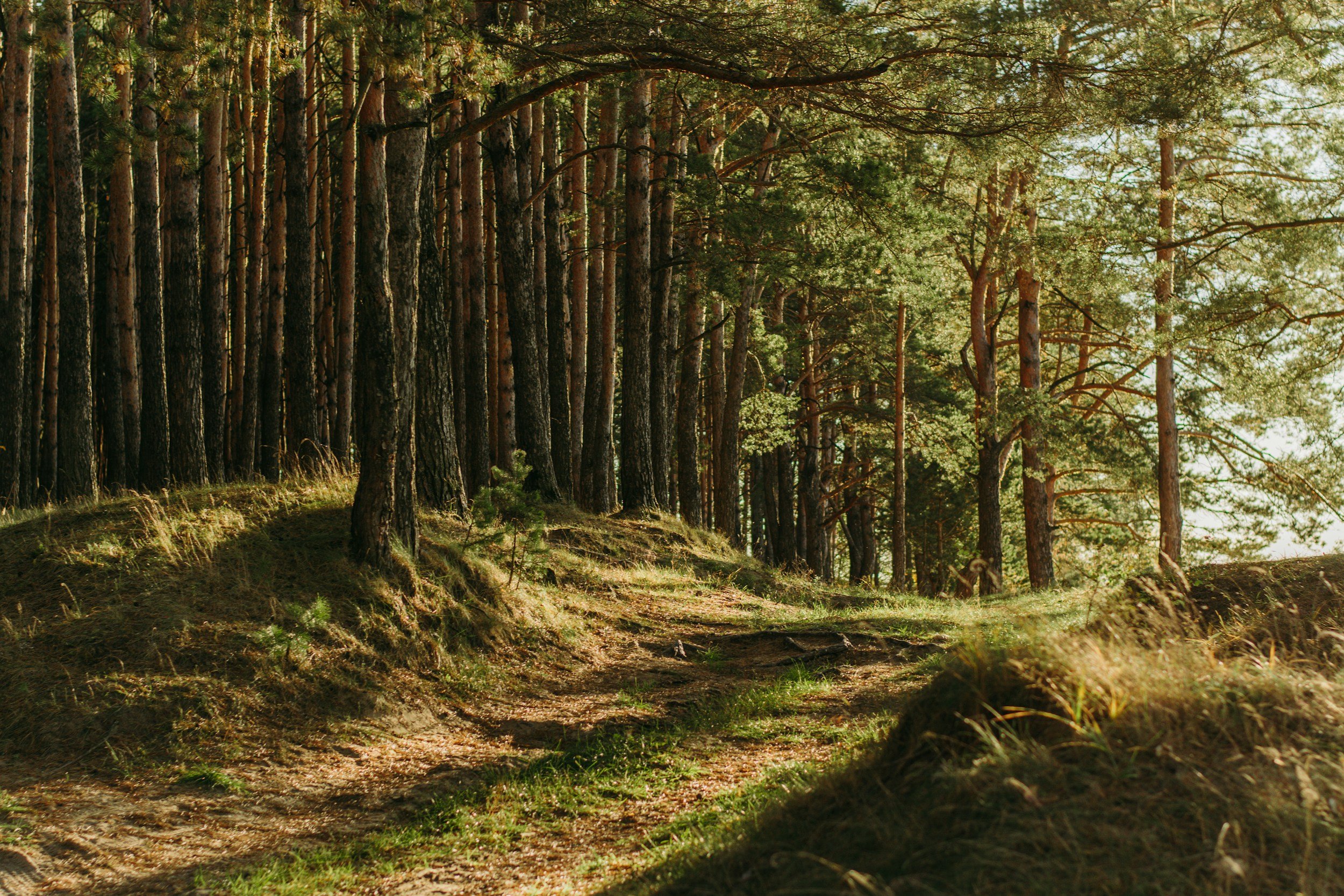 Belgische bossen